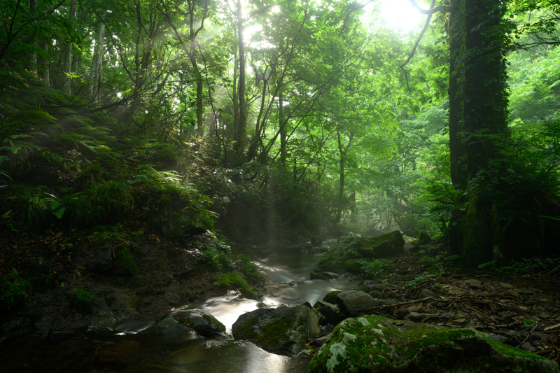 逆光は非常にドラマチックに撮影できる半面、フレアやゴーストに悩まされやすい。優れたコーティングのおかげで、森の中に差し込む日差しを背景にしてもしっかりとコントラストが残る。<br><span class="fnt-85">Nikon Z 7 / NIKKOR Z 24-70mm f/2.8 S /24mm / 絞り優先AE(F14、6秒、-0.3EV） / ISO 64</span>