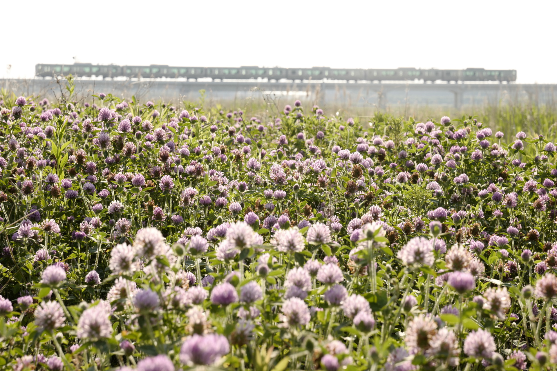 ライカSL (Typ 601)　VARIO-ELMARIT-SL F2.8-4/24-90mm ASPH.（87mm）　マニュアル露出（F11、1/320秒）　ISO 400　WB:日陰