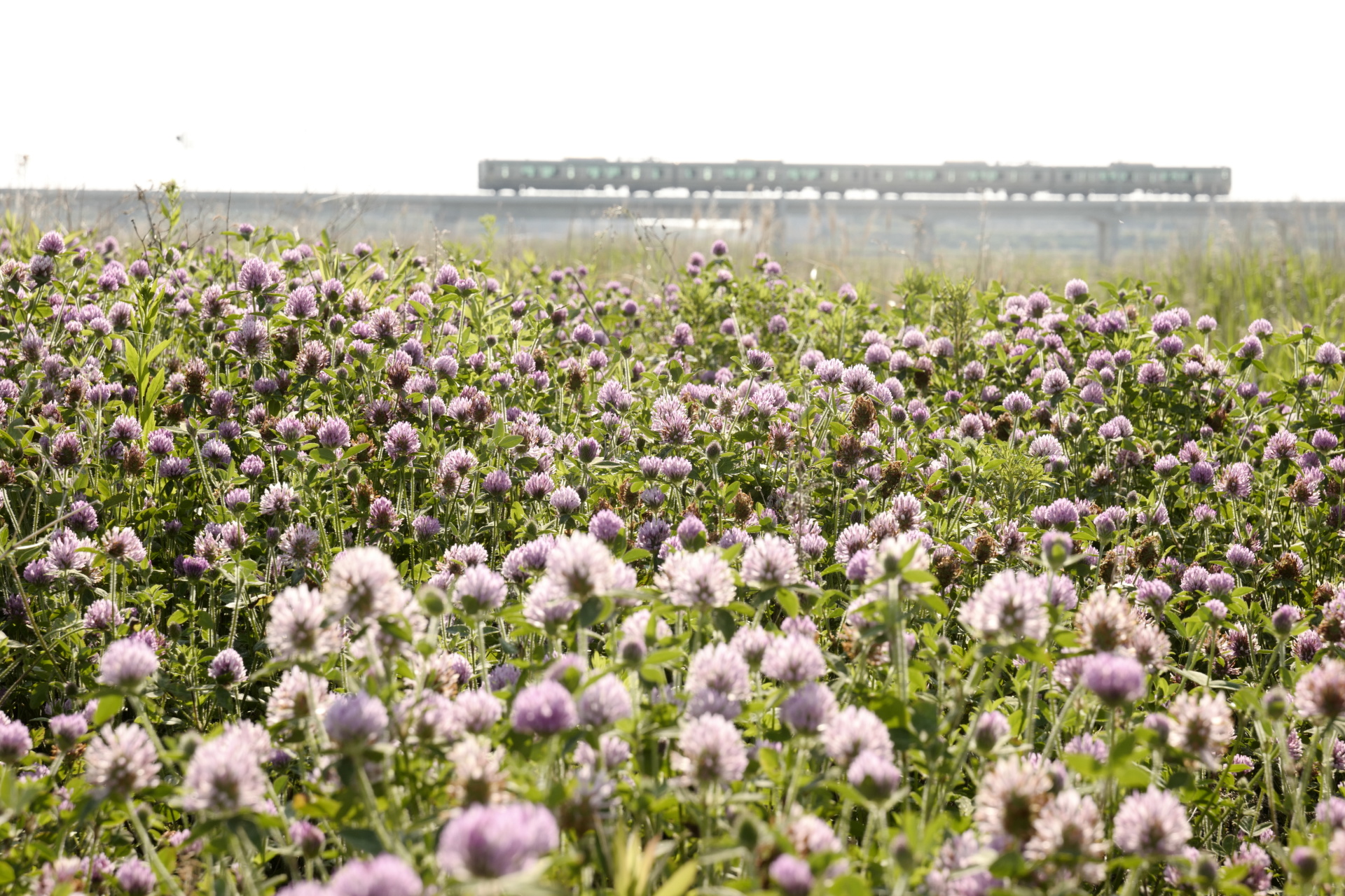 ライカSL (Typ 601)　VARIO-ELMARIT-SL F2.8-4/24-90mm ASPH.（67mm）　マニュアル露出（F11、1/80秒）　ISO 100　WB:日陰