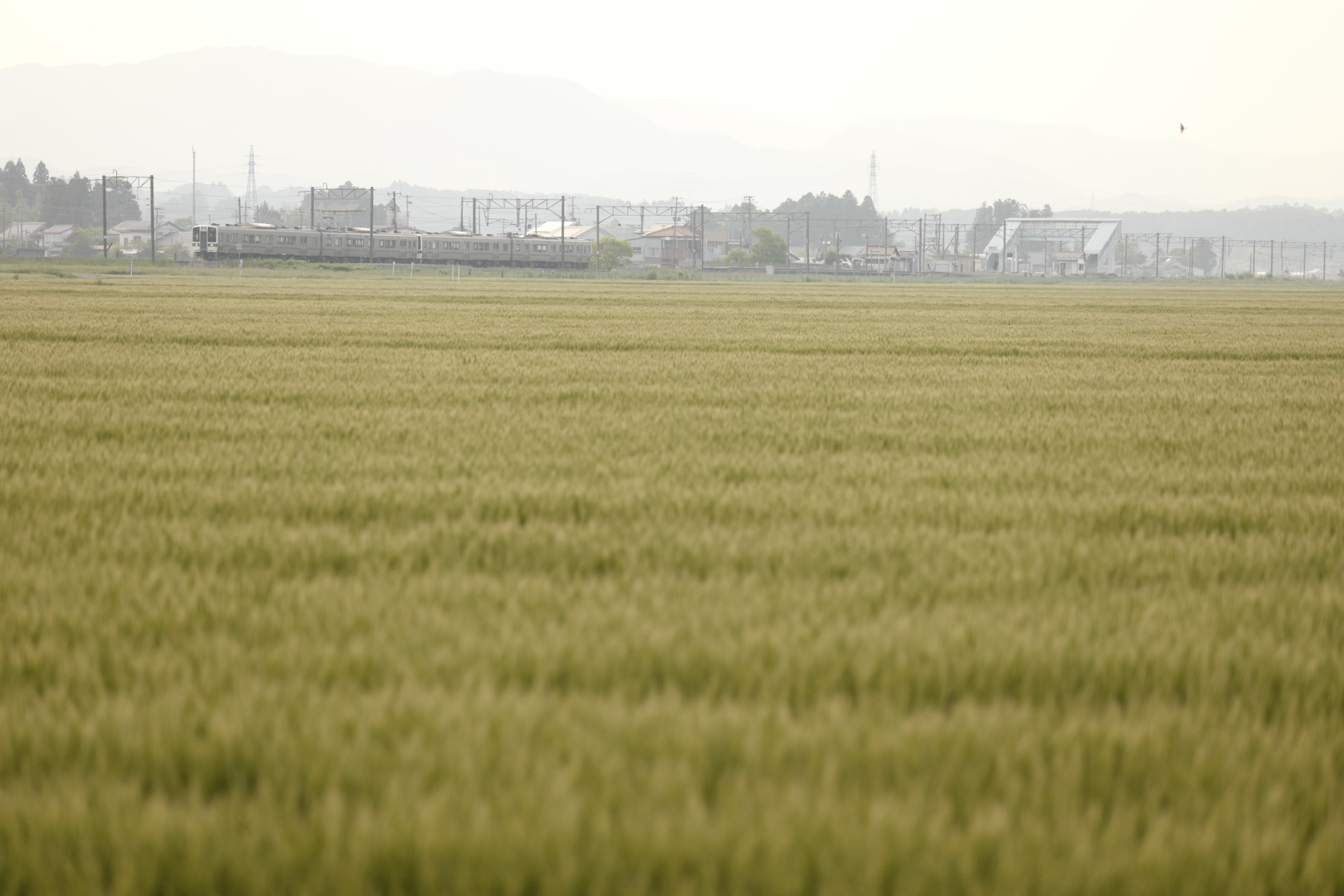 ライカSL (Typ 601)　APO-VARIO-ELMARIT-SL F2.8-4/90-280mm（123mm）　マニュアル露出（F3.2、1/2,000秒）　ISO 400　WB:日陰