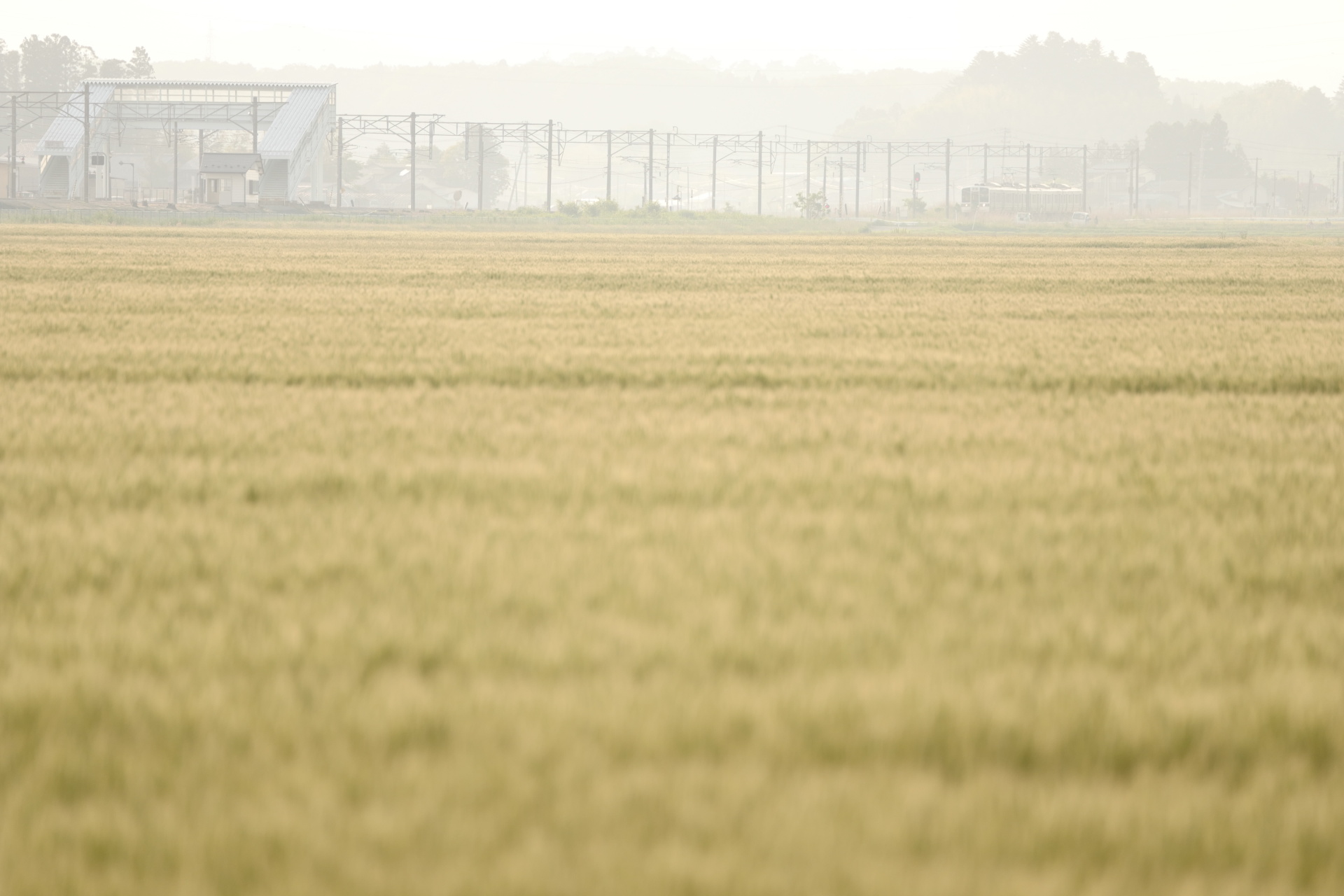 ライカSL (Typ 601)　APO-VARIO-ELMARIT-SL F2.8-4/90-280mm（280mm）　マニュアル露出（F2.9、1/1,600秒）　ISO 400　WB:日陰