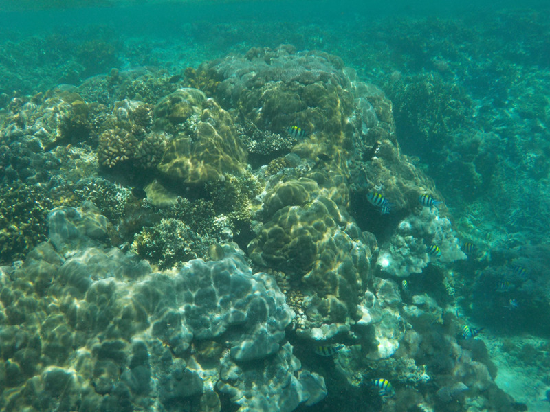 COOLPIX W150 / 30mm相当 / 場面を変える「水中でとる」（1/640秒・F3.3・±0.0EV） / ISO 125