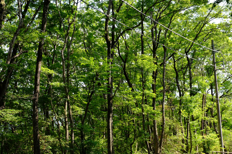 初夏の季節ということもあり、多摩湖畔では旺盛に木々が茂っていた<br><span class="fnt-85">X-Pro2 / XF35mmF1.4 R / 絞り優先AE（1/60秒・F9.0・±0EV） / ISO 200</span>