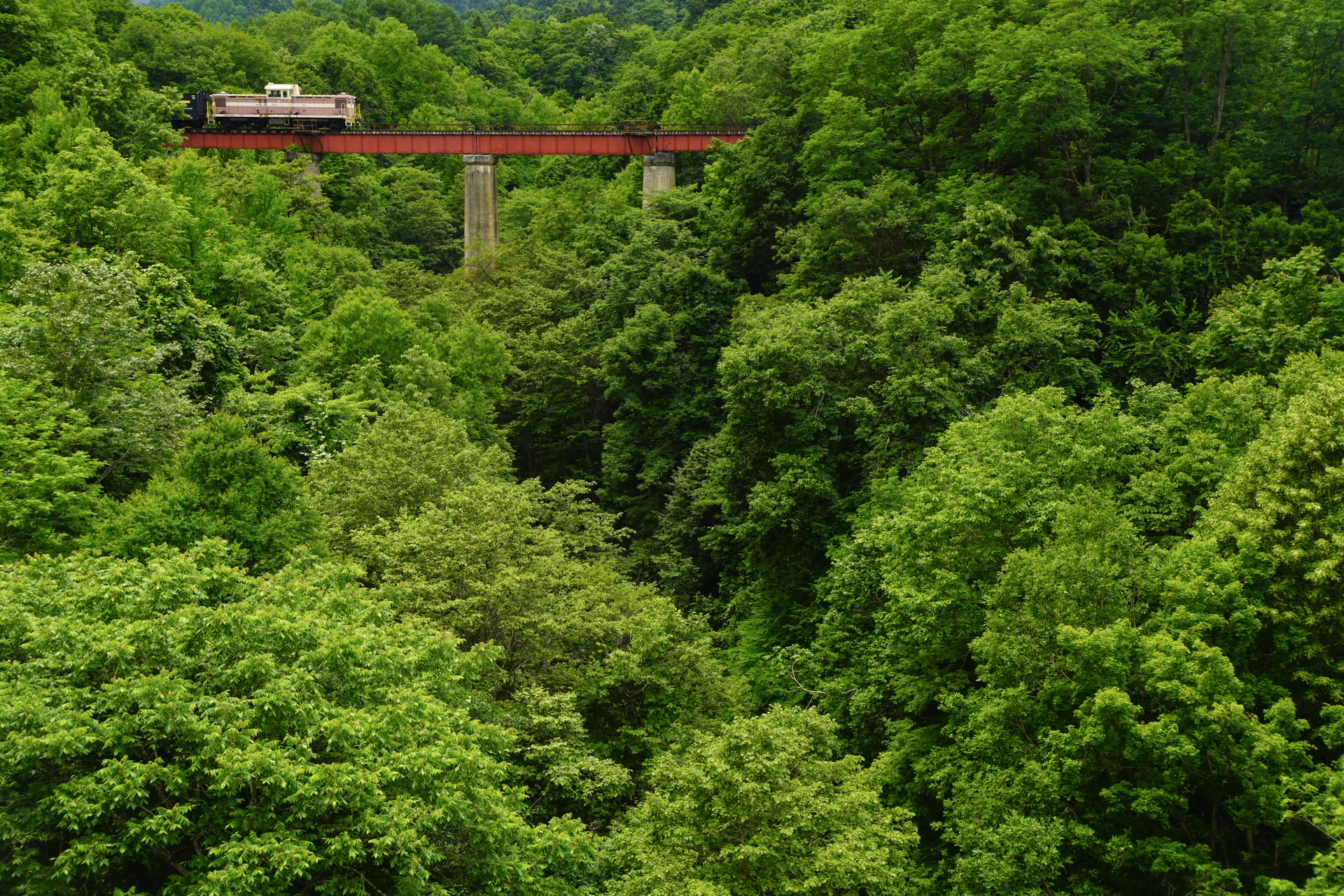 ソニーα7R IV　FE 24-70mm F2.8 GM　（50mm）　絞り優先オート（F6.3、1/320秒）　ISO400　WB:曇天