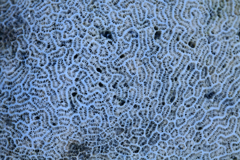 浜には、島の母体である花崗岩の砂のほか、サンゴが砕けた砂も多い。サンゴの骨格の宇宙<br><span class="fnt-85">LUMIX S1R＋LUMIX S PRO 70-200mm F4 O.I.S. / 200mm / マニュアル露出（F8.0、1/200秒） / ISO 320</span>