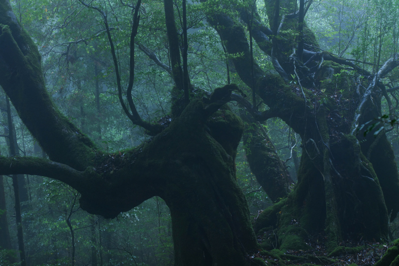 湿気のある森ではさまざまないのちが樹上で生きられる<br><span class="fnt-85">LUMIX S1R＋LUMIX S PRO 70-200mm F4 O.I.S. / 70mm / マニュアル露出（F11、15秒） / ISO 640 / 三脚使用</span>