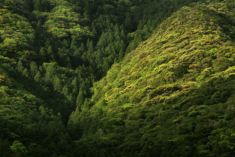 谷を挟んで照葉樹林と植林がコントラストを成す。風が強いので高速シャッターを選択<br><span class="fnt-85">LUMIX S1R＋LUMIX S PRO 70-200mm F4 O.I.S. / 200mm / マニュアル露出（F6.3、1/800秒） / ISO 640</span>