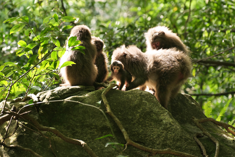 天敵のいないサルたちは地面でくつろぐ。空が明るくなってきた。動物のAF認識精度も高い<br><span class="fnt-85">LUMIX S1R＋LUMIX S PRO 70-200mm F4 O.I.S. / 200mm / マニュアル露出（F4.0、1/500秒） / ISO 1250</span>
