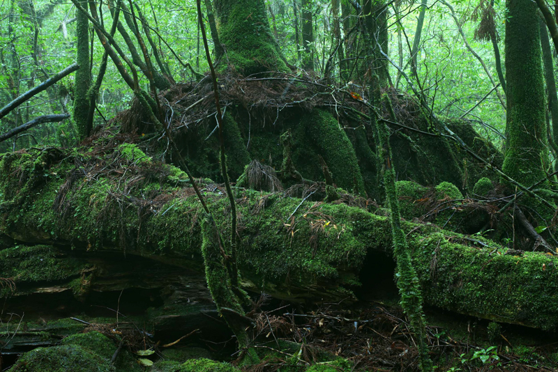 雲霧帯の森はいのちの繋がりが見えやすい。すべてがゆっくりと、時間を重ねていく<br><span class="fnt-85">LUMIX S1R＋LUMIX S PRO 70-200mm F4 O.I.S. / 70mm / マニュアル露出（F13、15秒） / ISO 320 / 三脚使用</span>