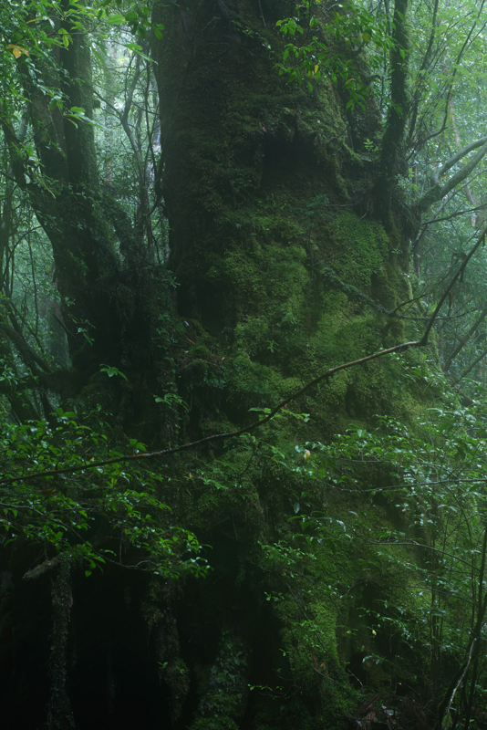 霧の中の屋久杉。足元は岩を抱き、樹肌には無数のいのちをまとう。レンズには厳しい条件だ<br><span class="fnt-85">LUMIX S1R＋LUMIX S PRO 70-200mm F4 O.I.S. / 70mm / マニュアル露出（F11、2秒） / ISO 320 / 三脚使用</span>