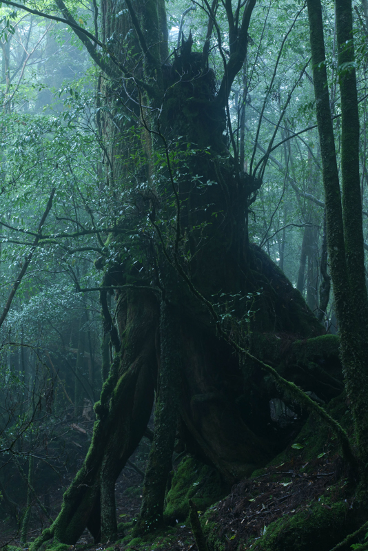 ひとつの樹が育ち、朽ち、そこにまた樹が育ち、朽ち、またそこに育つ。いのちは終わることがない<br><span class="fnt-85">LUMIX S1R＋LUMIX S PRO 70-200mm F4 O.I.S. / 70mm / マニュアル露出（F16、4秒） / ISO 500 / 三脚・ハーフNDフィルター使用</span>
