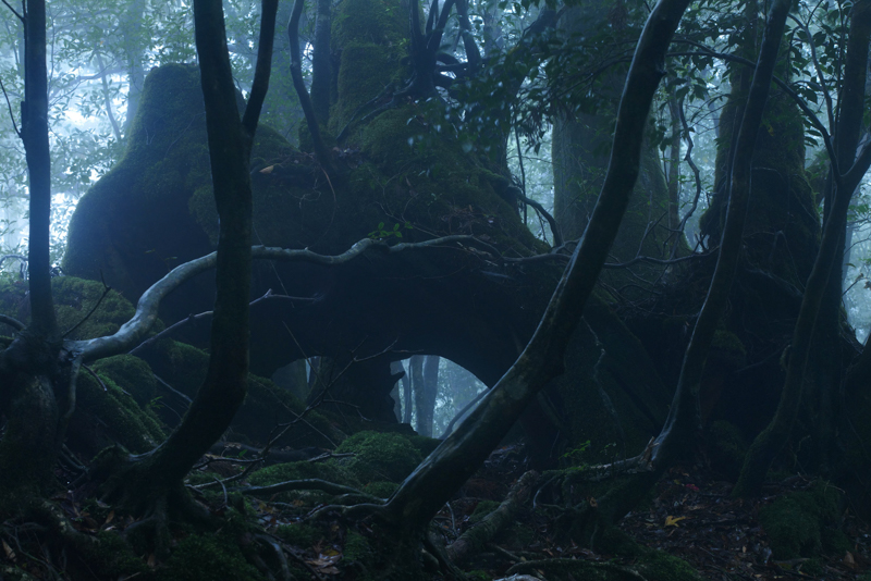 かつて倒木のあった痕が穴になる。その上に育った樹も朽ちて、今は新しい樹にいのちが継がれている<br><span class="fnt-85">LUMIX S1R＋LUMIX S PRO 70-200mm F4 O.I.S. / 70mm / マニュアル露出（F11、25秒） / ISO 640 / 三脚使用</span>