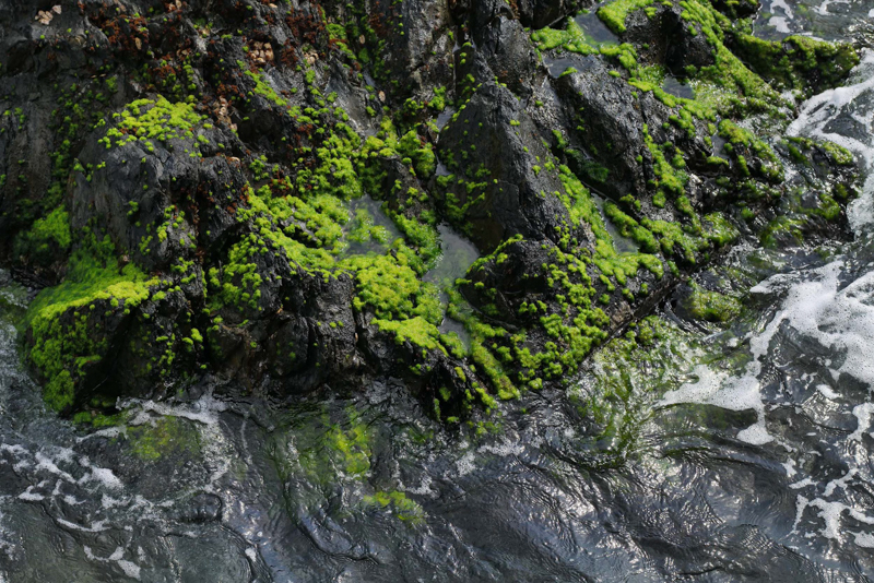 山を降り、また海へと戻る。ここでも水がさりげなくいのちを支えている。島を俯瞰して見ているよう<br><span class="fnt-85">LUMIX S1R＋LUMIX S PRO 70-200mm F4 O.I.S. / 100mm / マニュアル露出（F7.1、1/640秒） / ISO 320</span>