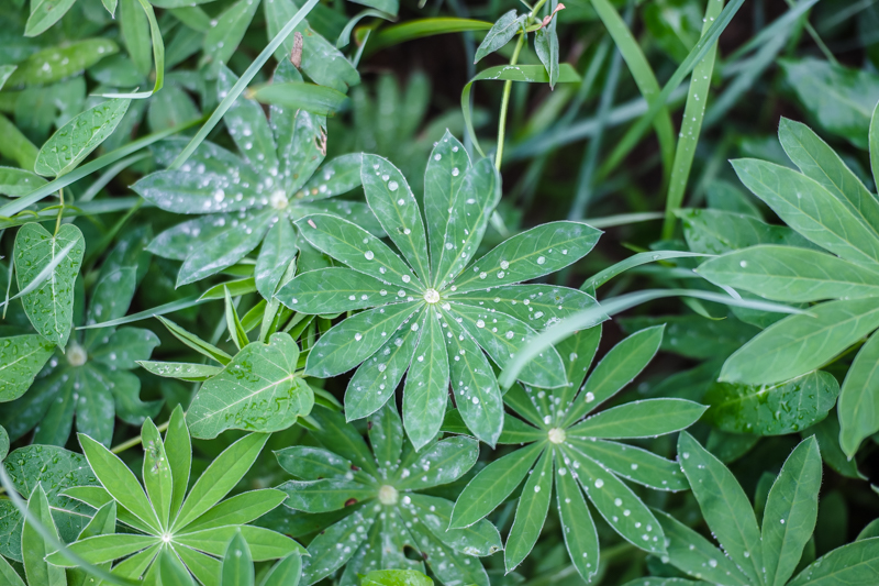 色温度に加え、色かぶり補正を調整した状態