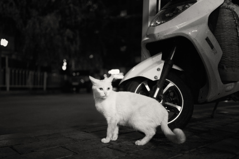 My Favorite Leica：LEICA Q2（大門美奈） ワイドからクローズ