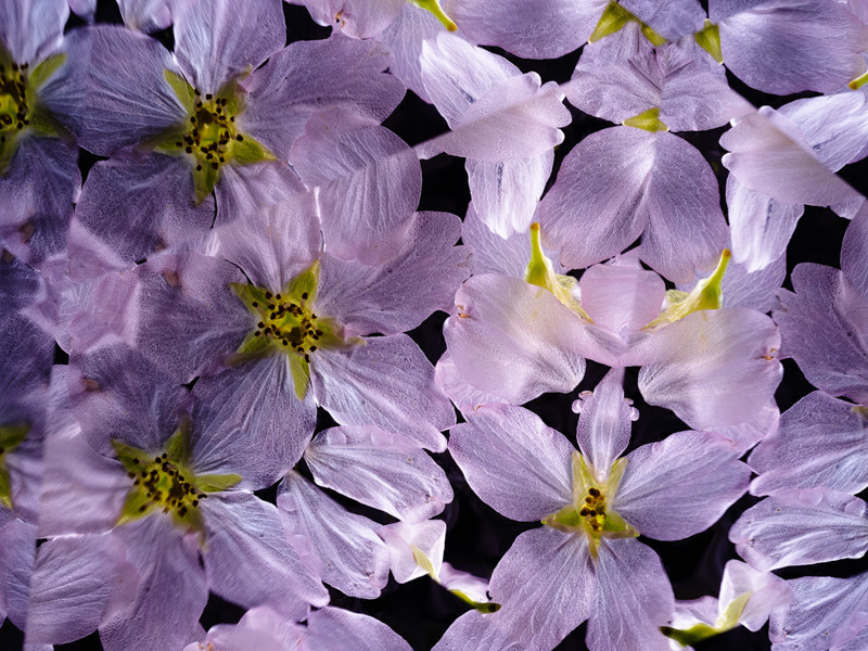 万華鏡らしくはないが、鏡を使ったことによるおもしろさは生きている。M.ZUIKO DIGITAL ED 60mm F2.8 Macro（35mm判換算120mm相当）