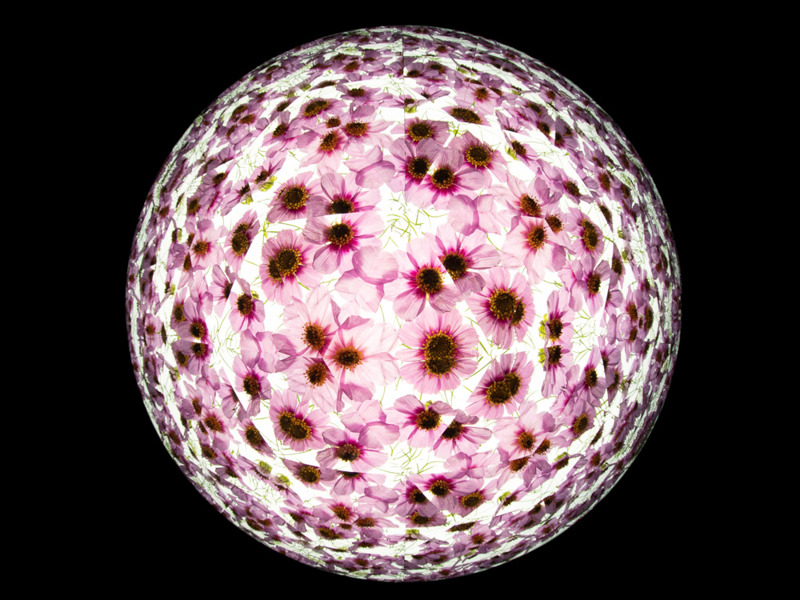 コスモスをライトボックスに載せて透過光で撮影。たくさんのパターンが写り込んでいる。