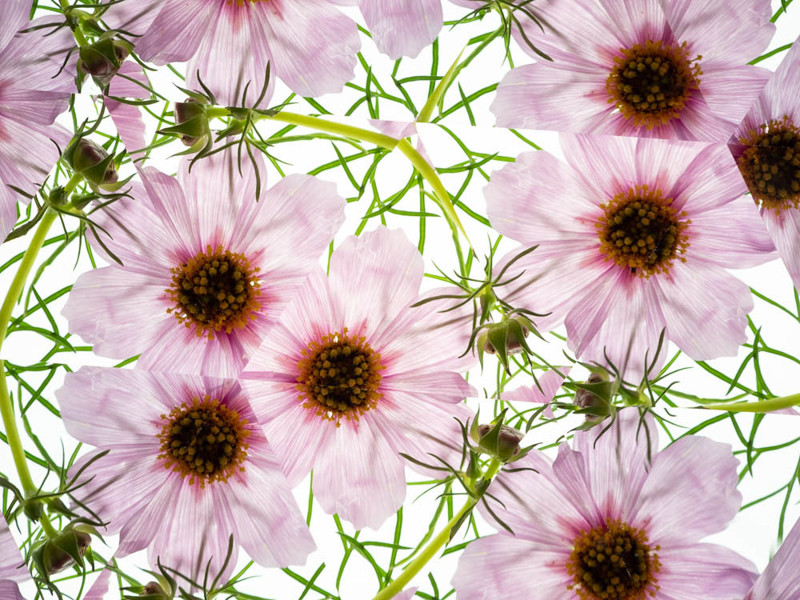 M.ZUIKO DIGITAL ED 30mm F3.5 Macroで撮影