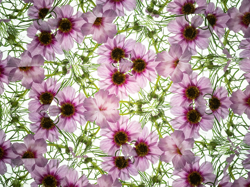 M.ZUIKO DIGITAL 17mm F1.8で撮影