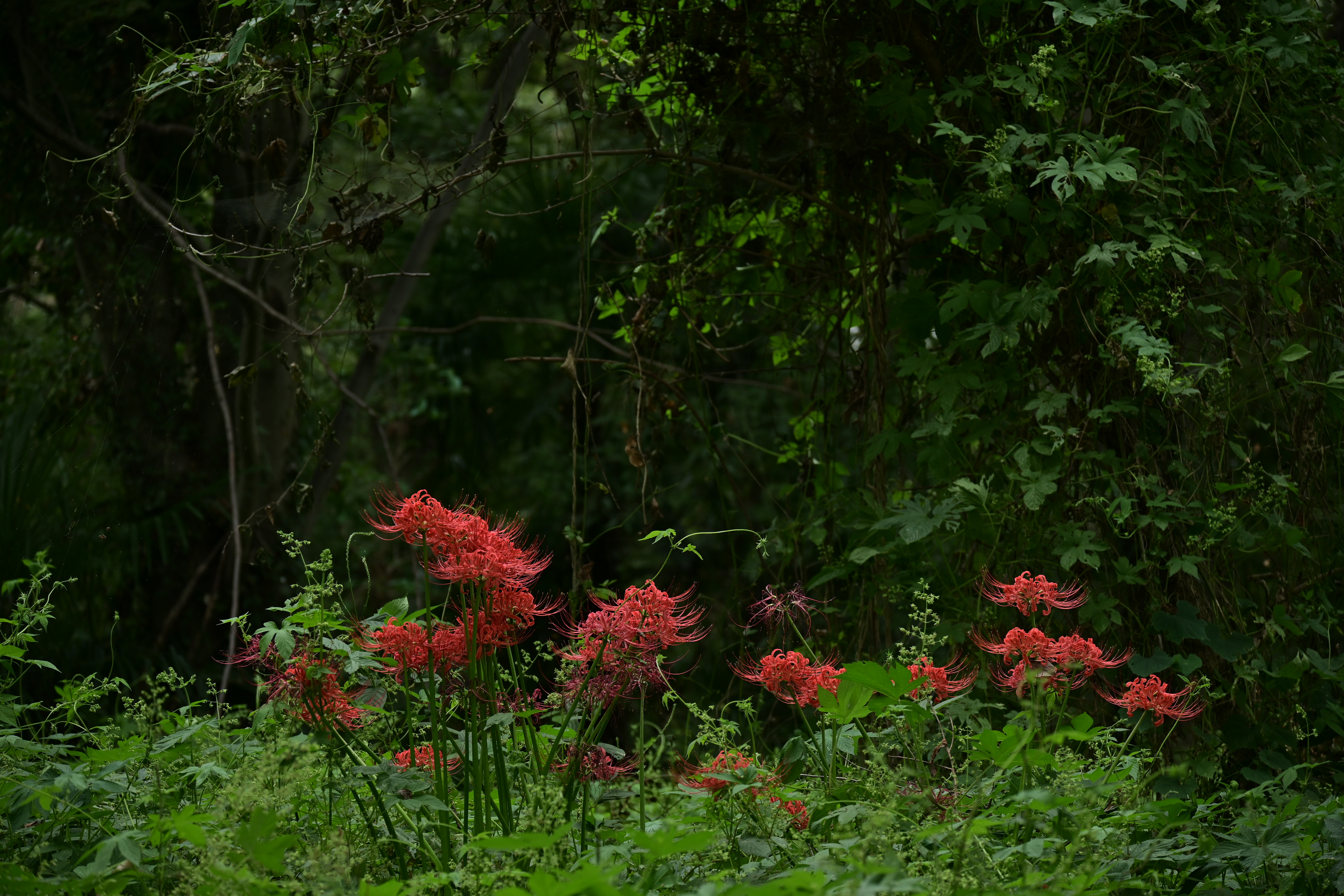 ニコンZ 50＋NIKKOR Z DX 50-250mmF4.5-6.3 VR / 98mm（147mm相当） / 絞り優先AE（F5.0・1/100秒・-2.3EV） / ISO 100