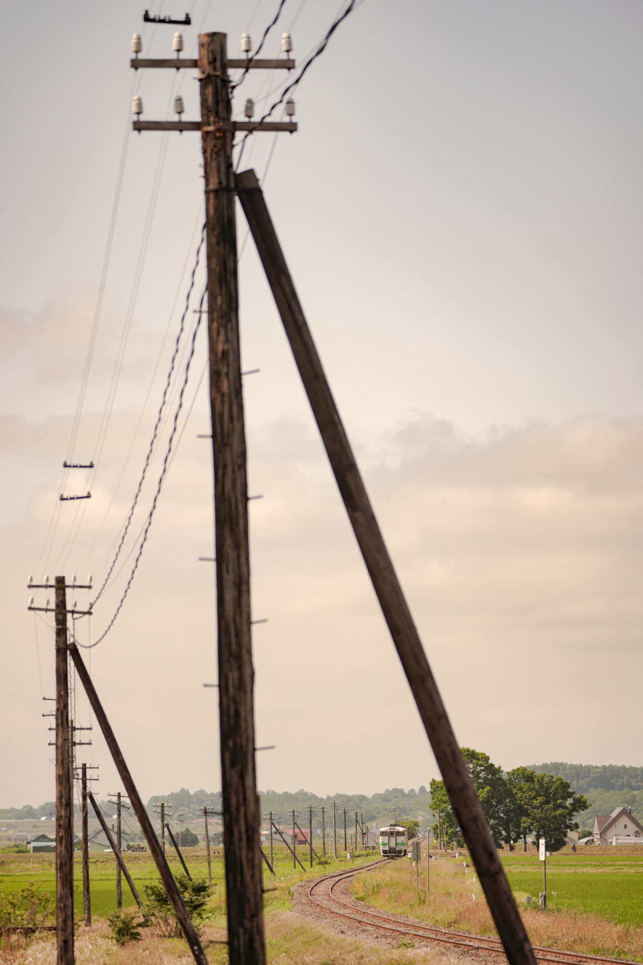 ソニーα7R IV　FE 100-400mm F4.5-5.6 GM OSS（146mm）　絞り優先オート（F5、1/800秒）　ISO 100　WB:日陰