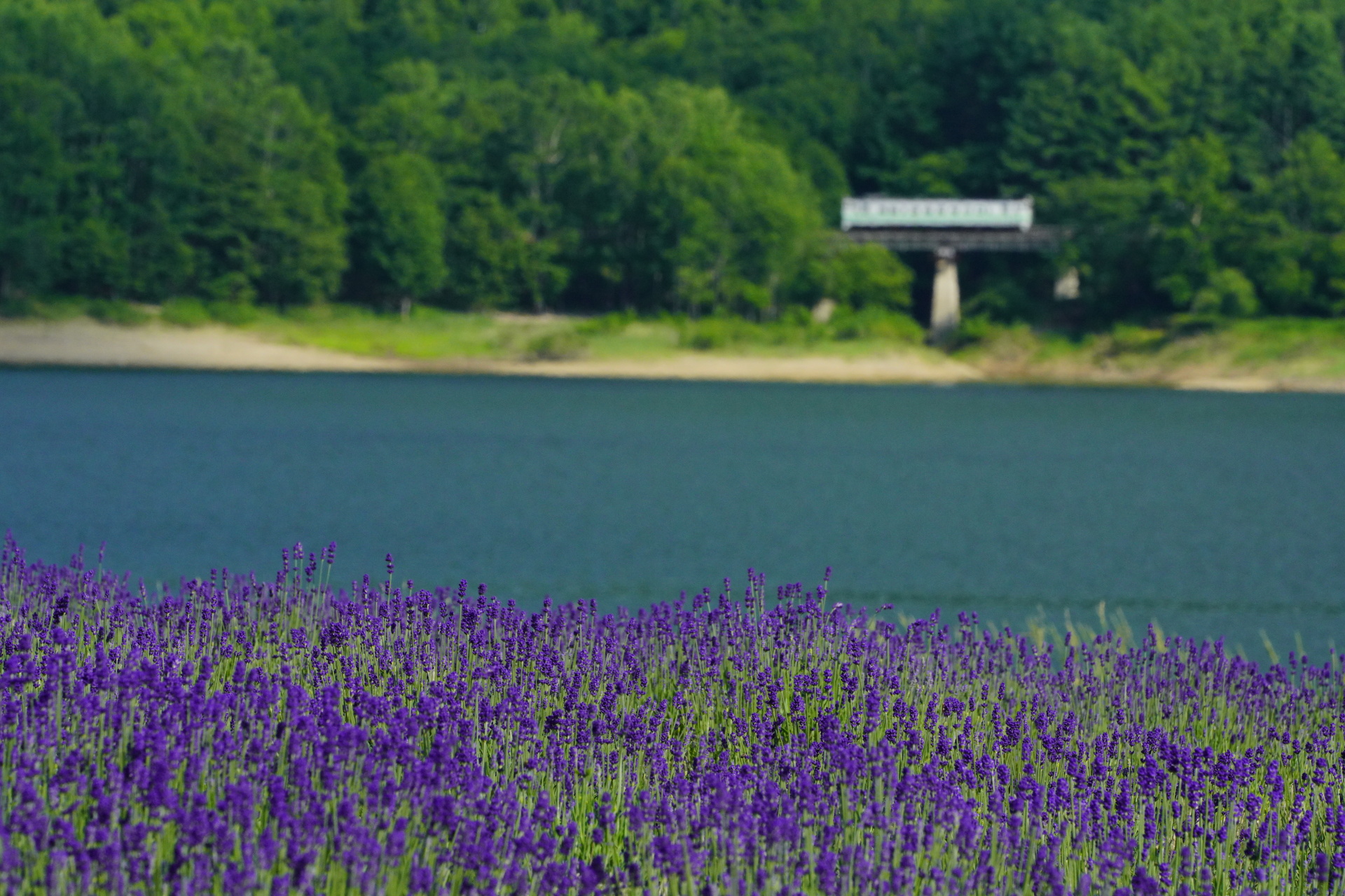 ソニーα7R IV　FE 100-400mm F4.5-5.6 GM OSS（303mm）　絞り優先オート（F22、1/320秒）　ISO 1600　WB:太陽光