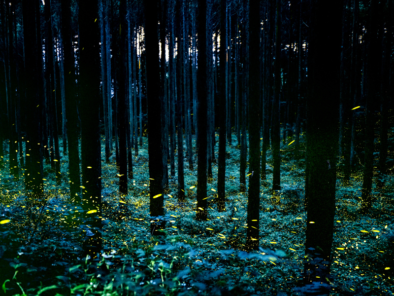 九重町にある杉林にひっそりと光るヒメボタル。蛍の光はとても弱い。開放F2.8のレンズでも写すのは難しい。開放F1.2でライブコンポジット機能を使って、繊細なヒメボタルの輝きを捉えた（撮影：清家道子）。<br><span class="fnt-85">OLYMPUS OM-D E-M1 Mark II / M.ZUIKO DIGITAL ED 17mm F1.2 PRO / 17mm（34mm相当） / マニュアル露出（F1.2、40秒） / ISO 1600 / WB：3,340K</span>