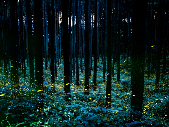 オリンパスZUIKOレンズ 写真家インタビュー】被写体のもつ色彩イメージ