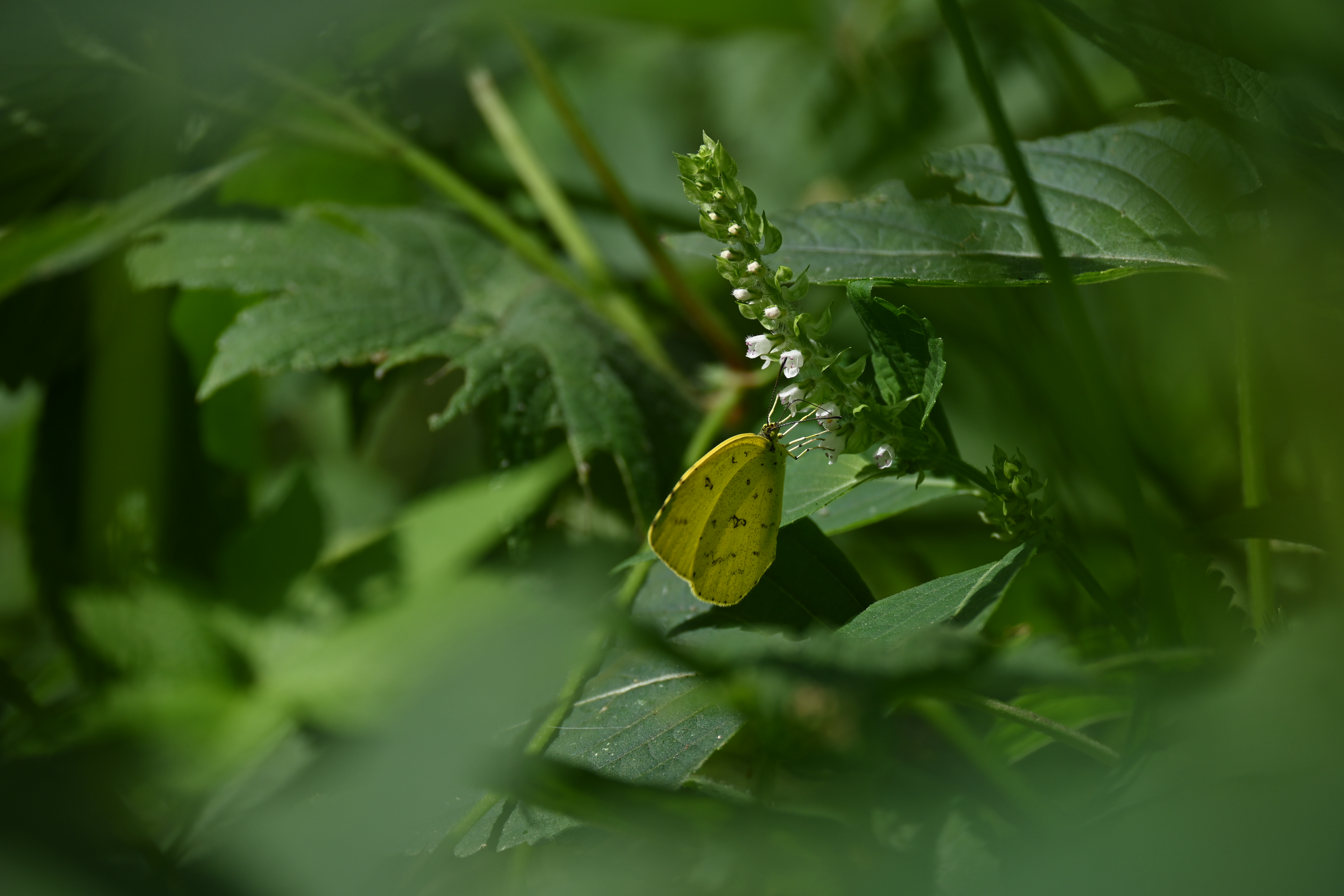 Z 50・NIKKOR Z DX 50-250mm f/4.5-6.3 VR・F5.6・1/800秒・ISO 100