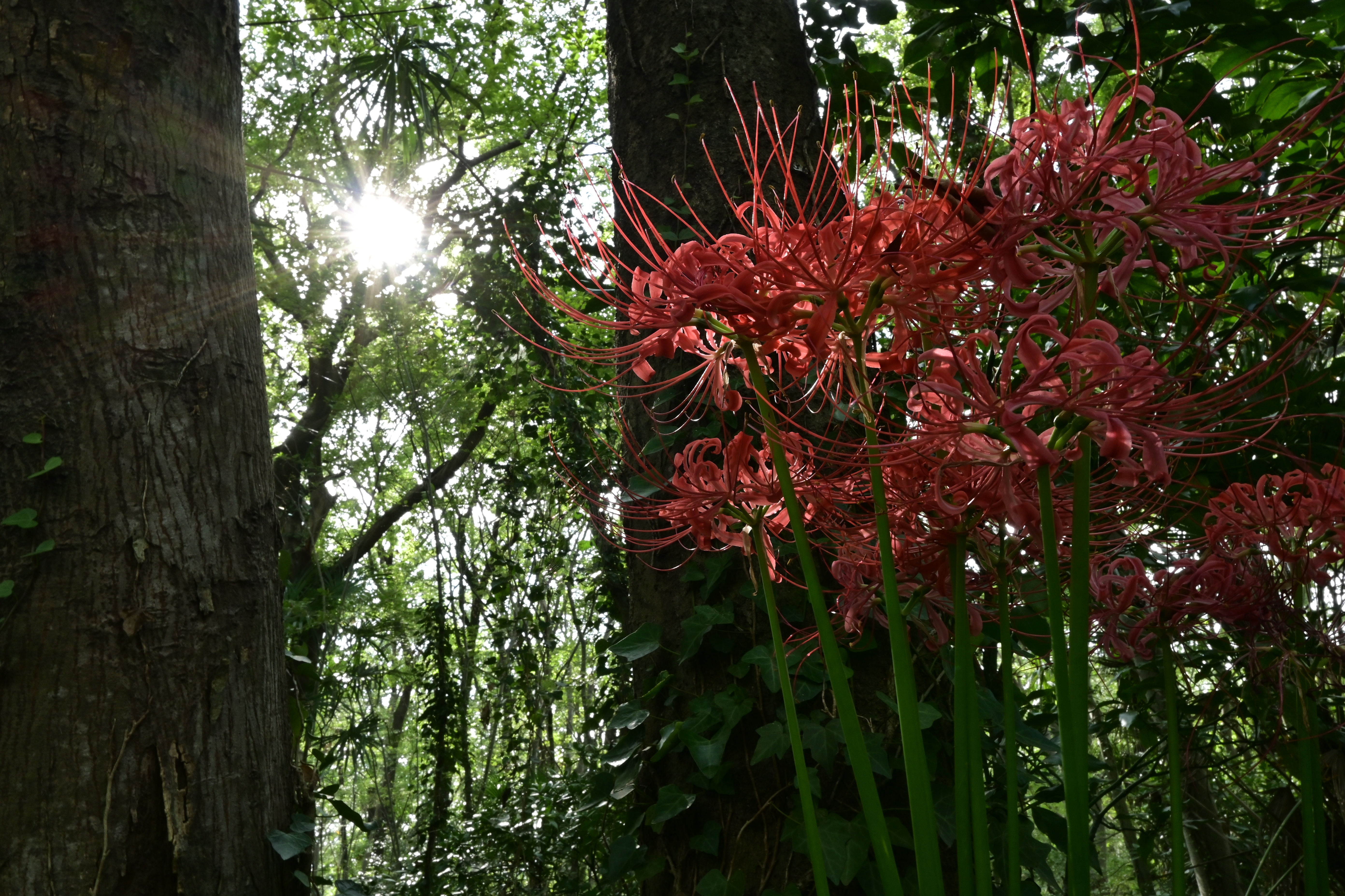 Z 50・NIKKOR Z DX 16-50mm f/3.5-6.3 VR・F16・1/13秒・ISO 220