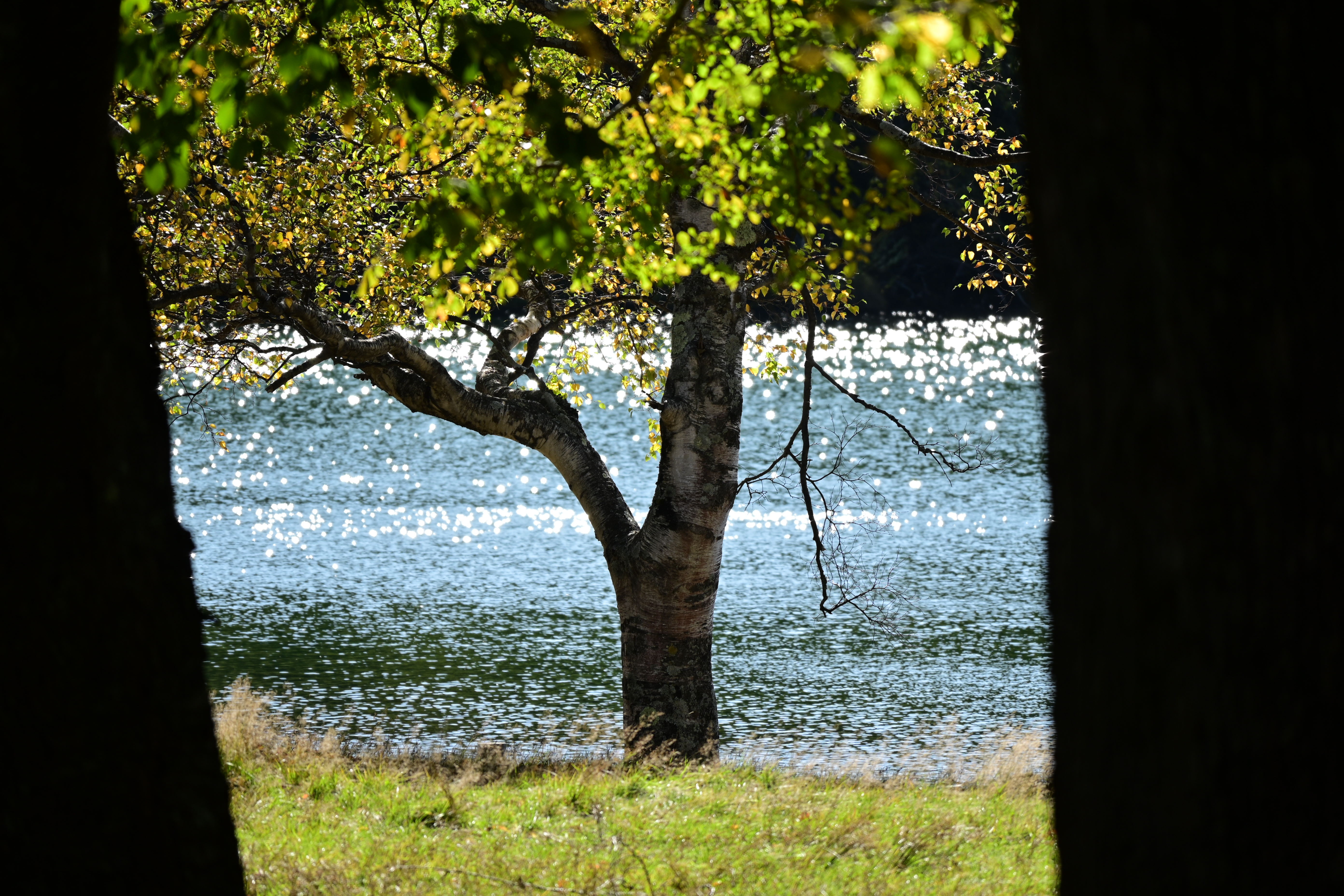 Z 50・NIKKOR Z DX 50-250mm f/4.5-6.3 VR・F5.6・1/800秒・ISO 100