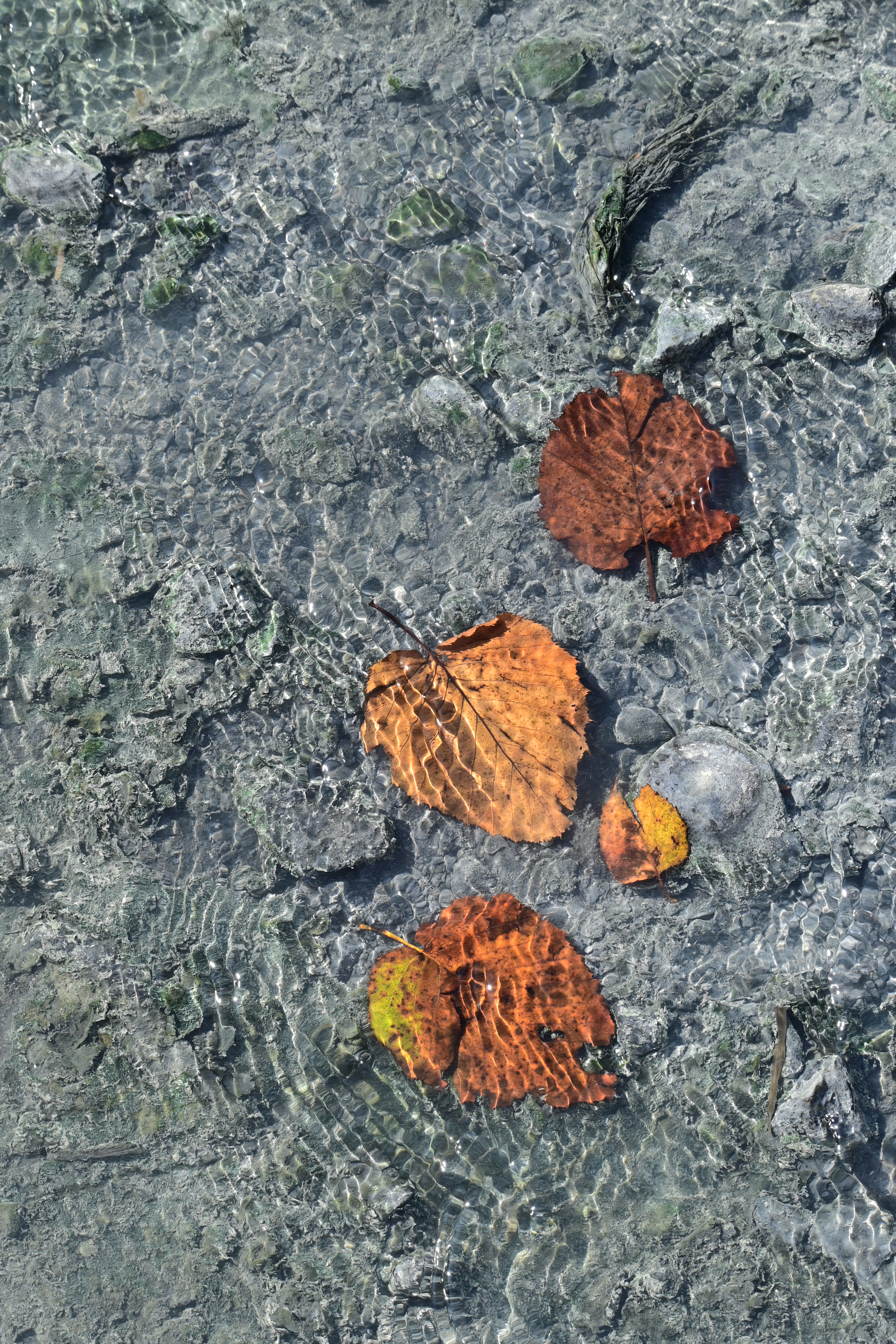 Z 50・NIKKOR Z DX 50-250mm f/4.5-6.3 VR・F11・1/80秒・ISO 100