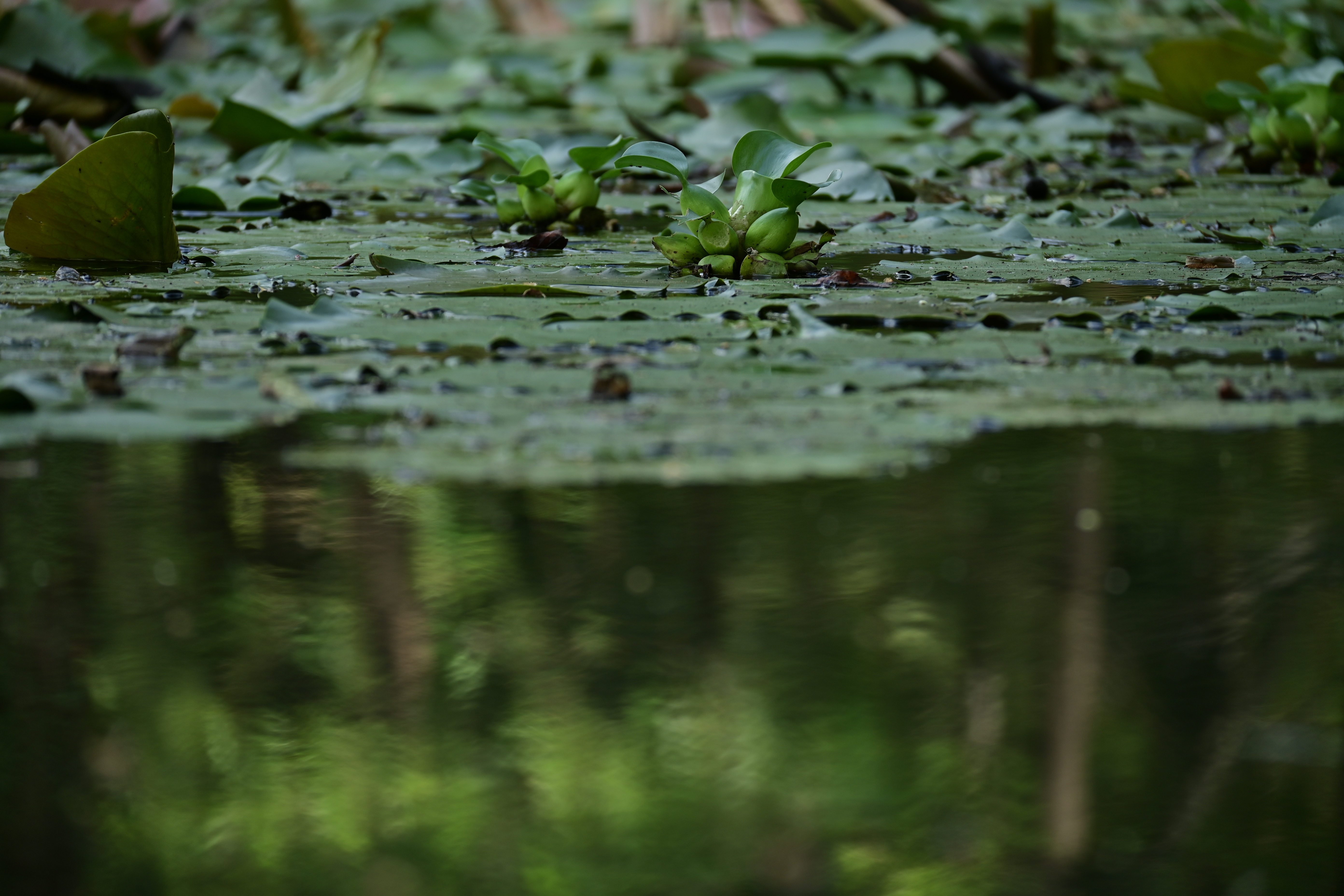 Z 50・NIKKOR Z DX 50-250mm f/4.5-6.3 VR・F5.3・1/125秒・ISO 110