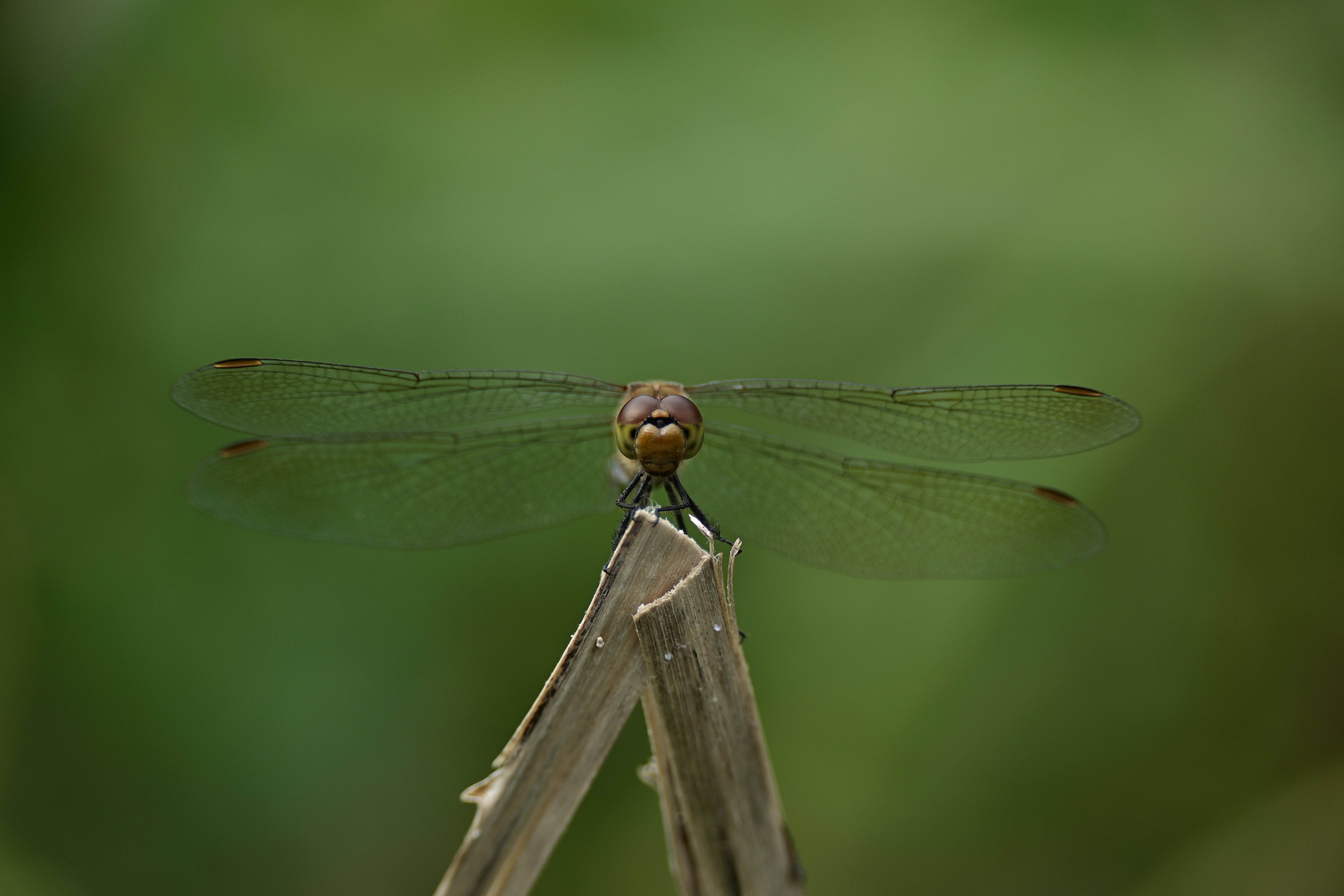 Z 50・NIKKOR Z DX 50-250mm f/4.5-6.3 VR・F5.6・1/250秒・ISO 100
