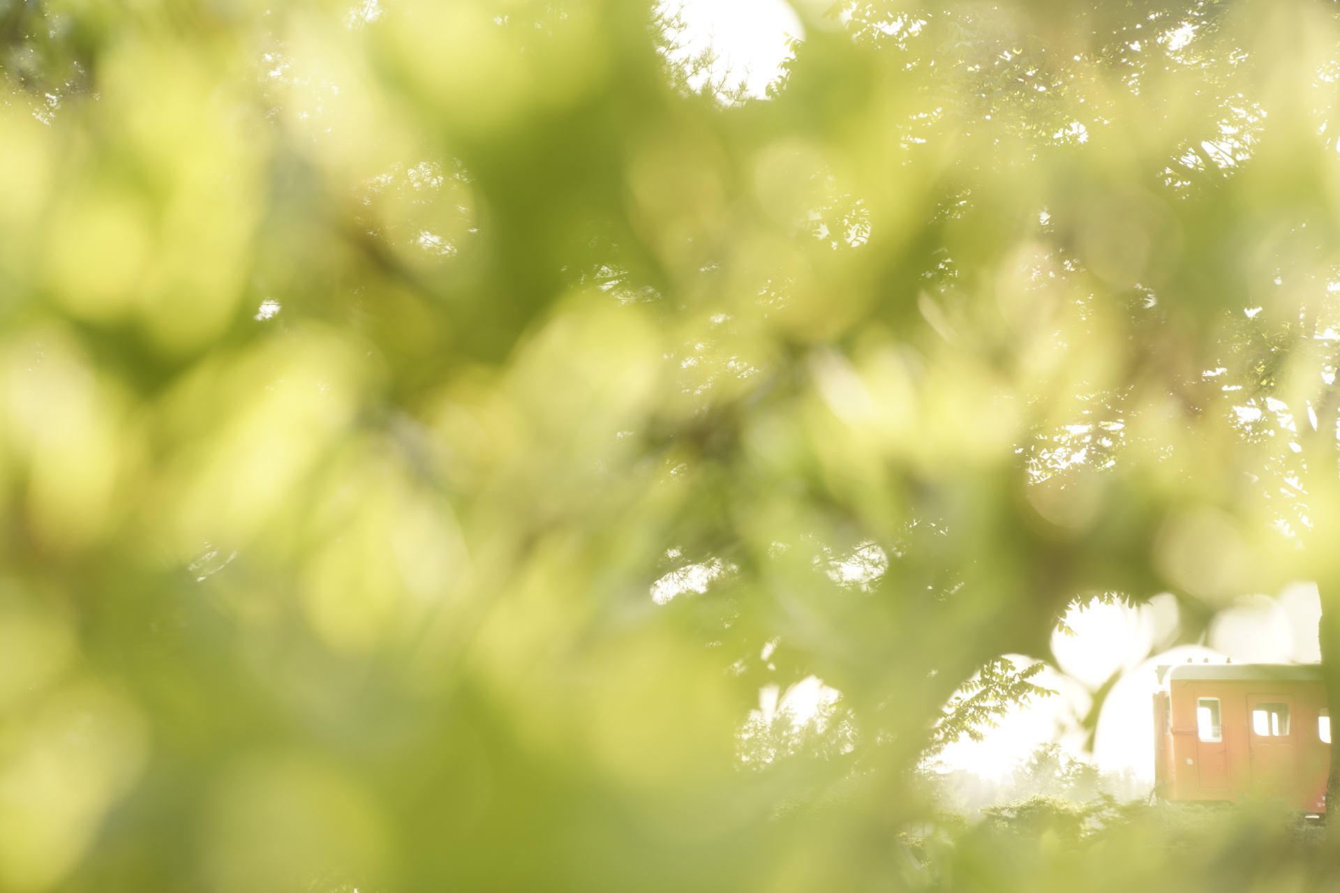 ソニーα7R IV　FE 24-70mm F2.8 GM（62mm）　露出マニュアル（F2.8、1/60秒）　ISO200　WB:日陰（A+4）　ニュートラル