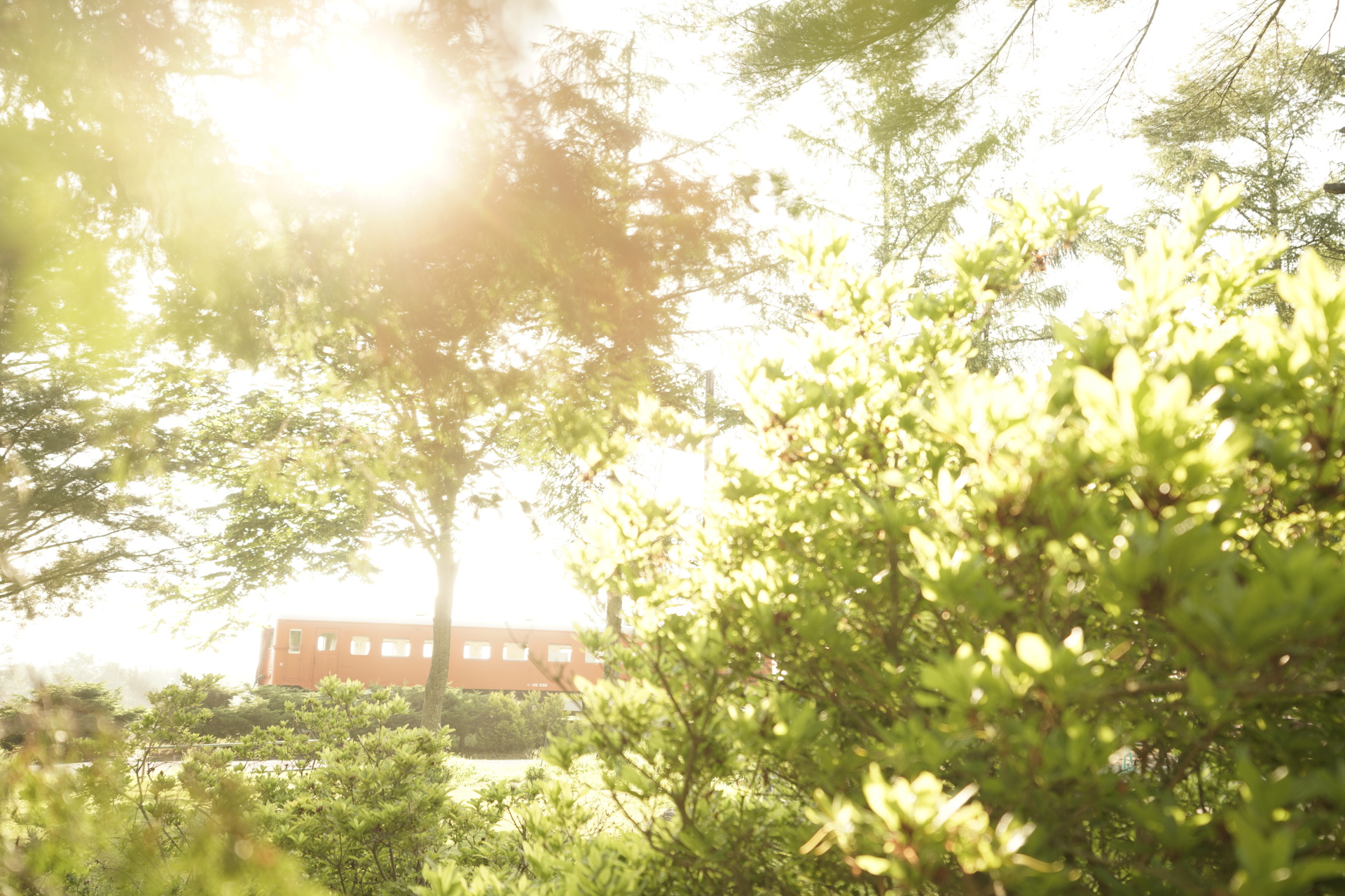 ソニーα7R IV　FE 16-35mm F2.8 GM（35mm）　露出マニュアル（F2.8、1/100秒）　ISO200　WB:日陰（A+4）　ニュートラル