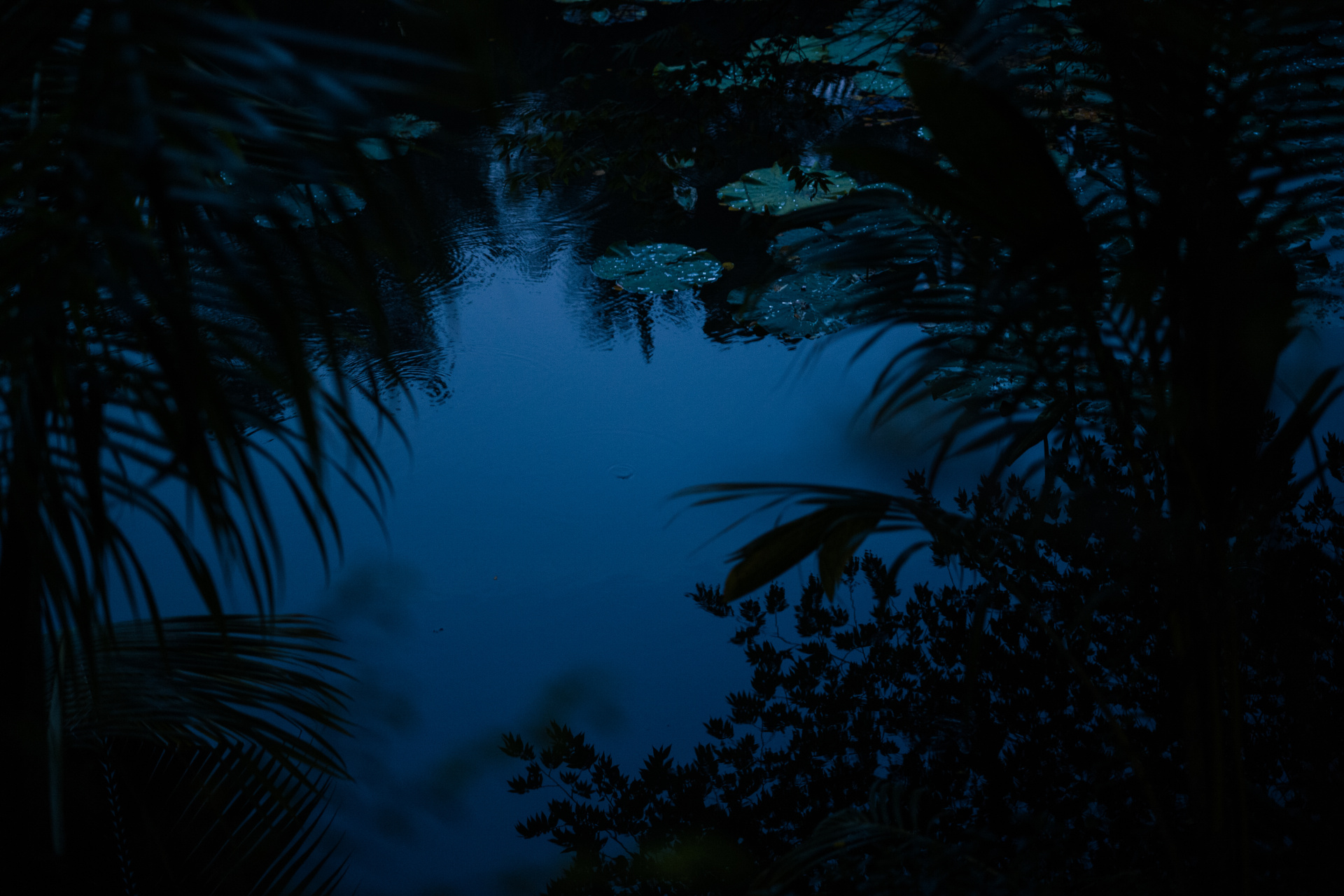 アユタヤの夜明け前。ポジフィルムからの習慣で、私はデジタルのM型ライカでもホワイトバランスを「晴天」に固定する。すると、たとえば朝の澄んだ空気が、そのときの印象に近い深い青で記録される。鳥たちの声を録音しながら撮影。<br>LEICA M10-P　APO-SUMMICRON-M F2/50mm ASPH.　ISO 3200　F2　1/30秒