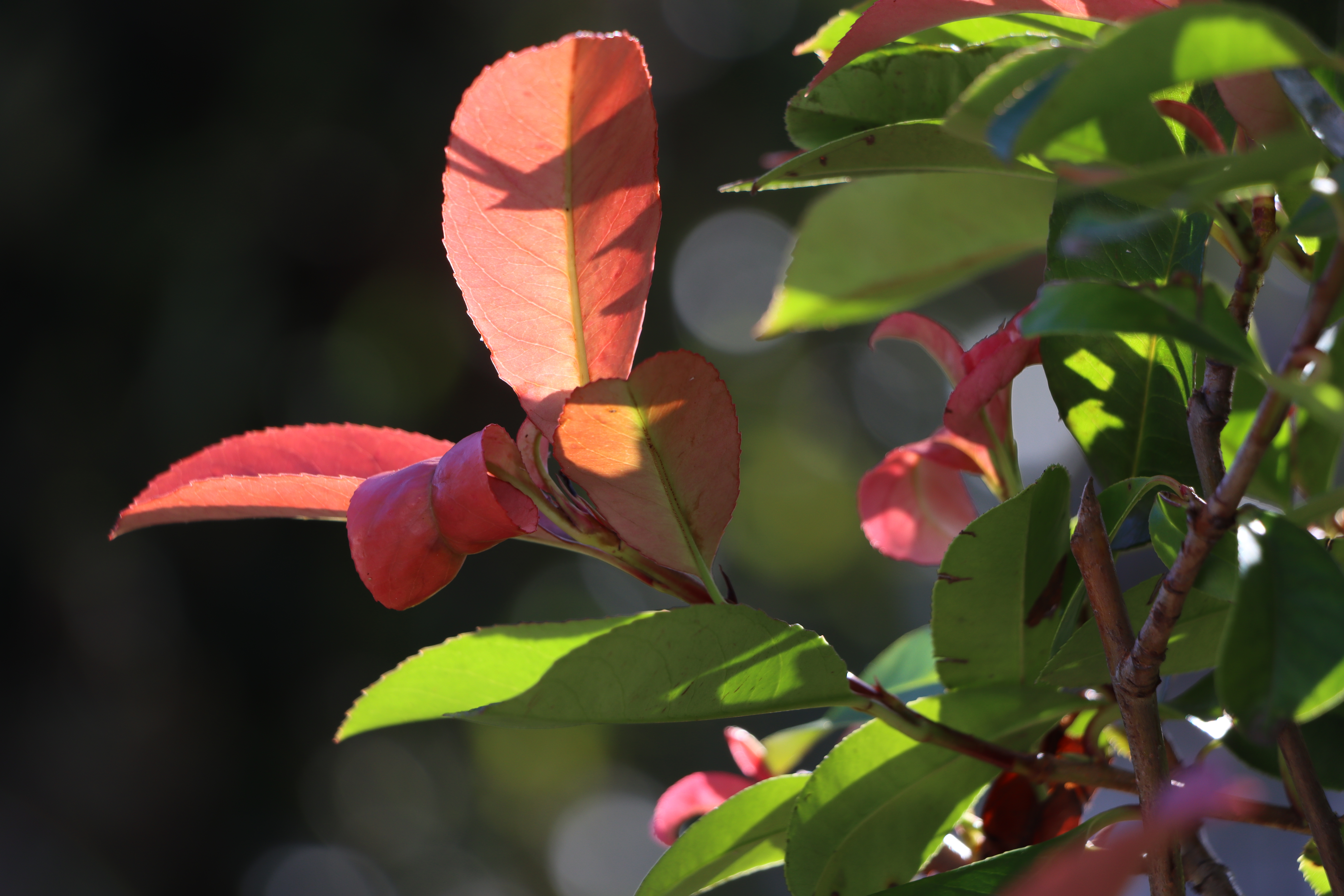 EOS 90D　EF-S18-135mm F3.5-5.6 IS USM（135mm）　ISO 100　F5.6　1/125秒