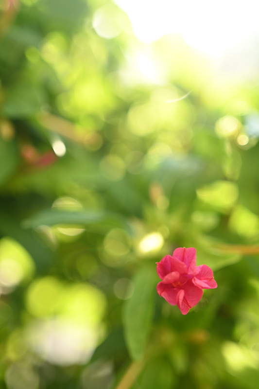 Nikon Z 7 / ZEISS Batis 2/40 CF / マニュアル露出（1/160秒・F2.0） / ISO 100