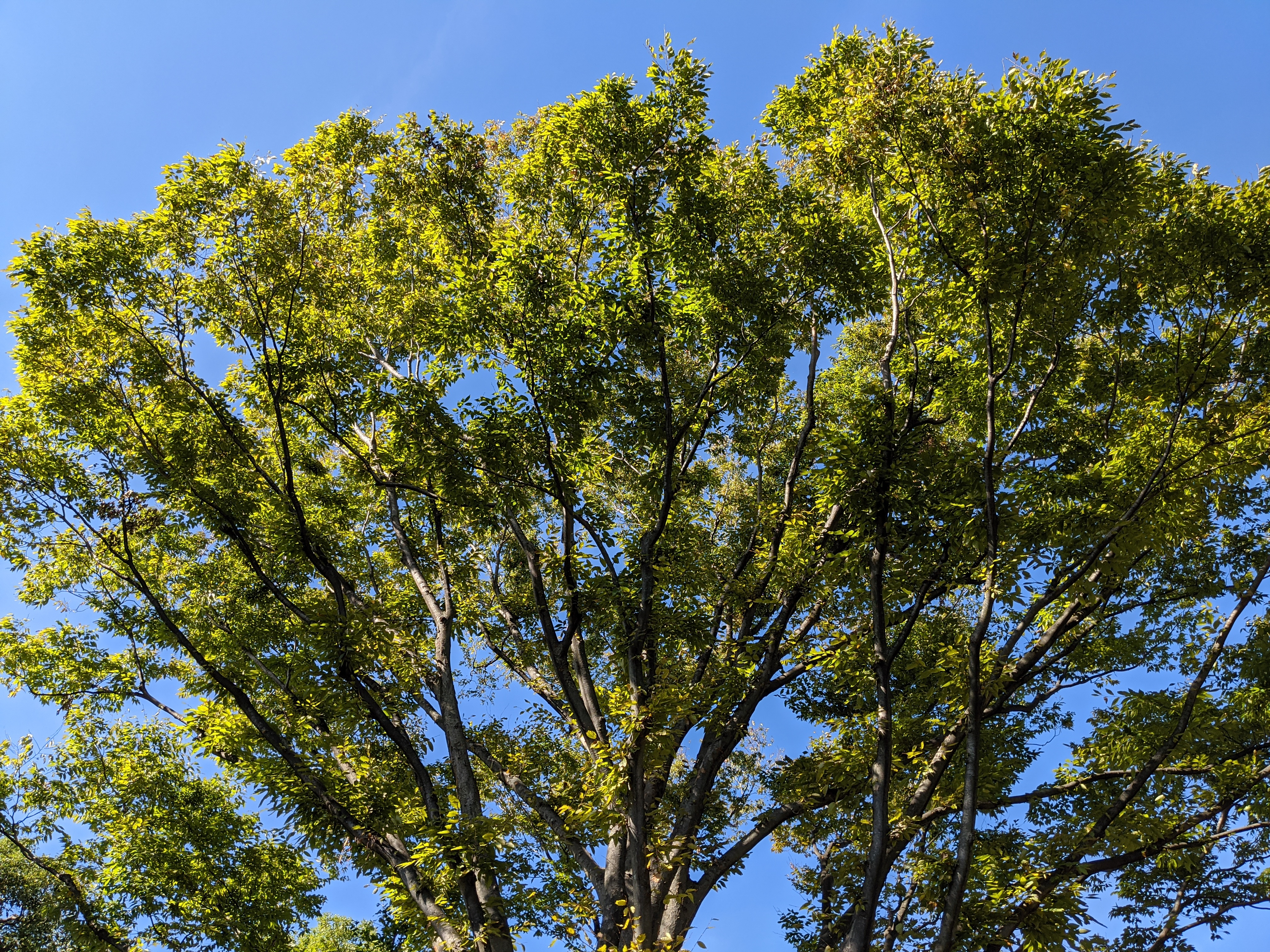 Pixel 4 / 4.38mm（27mm相当） / 1/1,500秒 / F1.7 / ISO 64