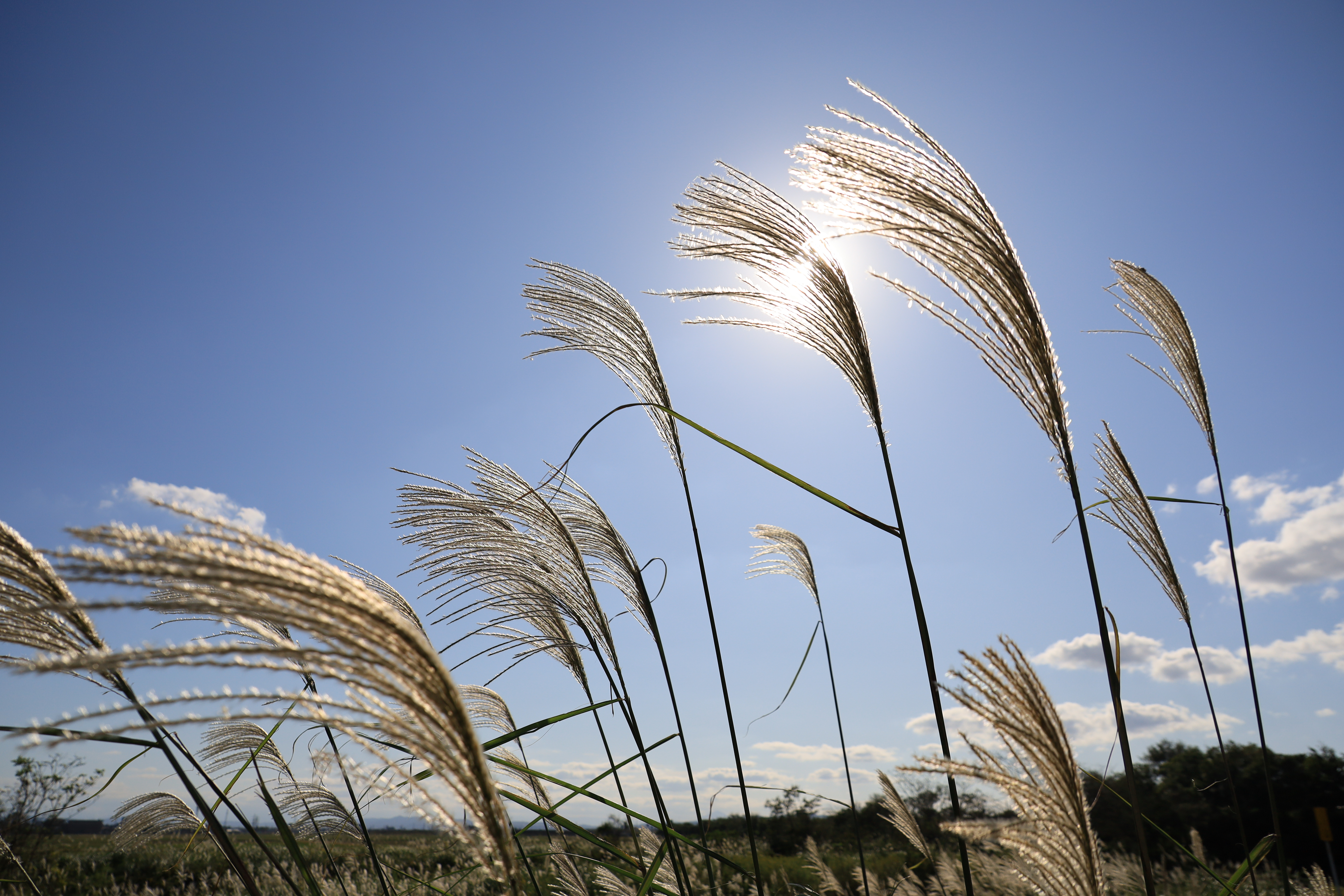 キヤノンEOS RP＋RF24-240mm F4-6.3 IS USM / 24mm / 絞り優先AE（F7.1、1/1,250秒、+0.3EV） / ISO 100