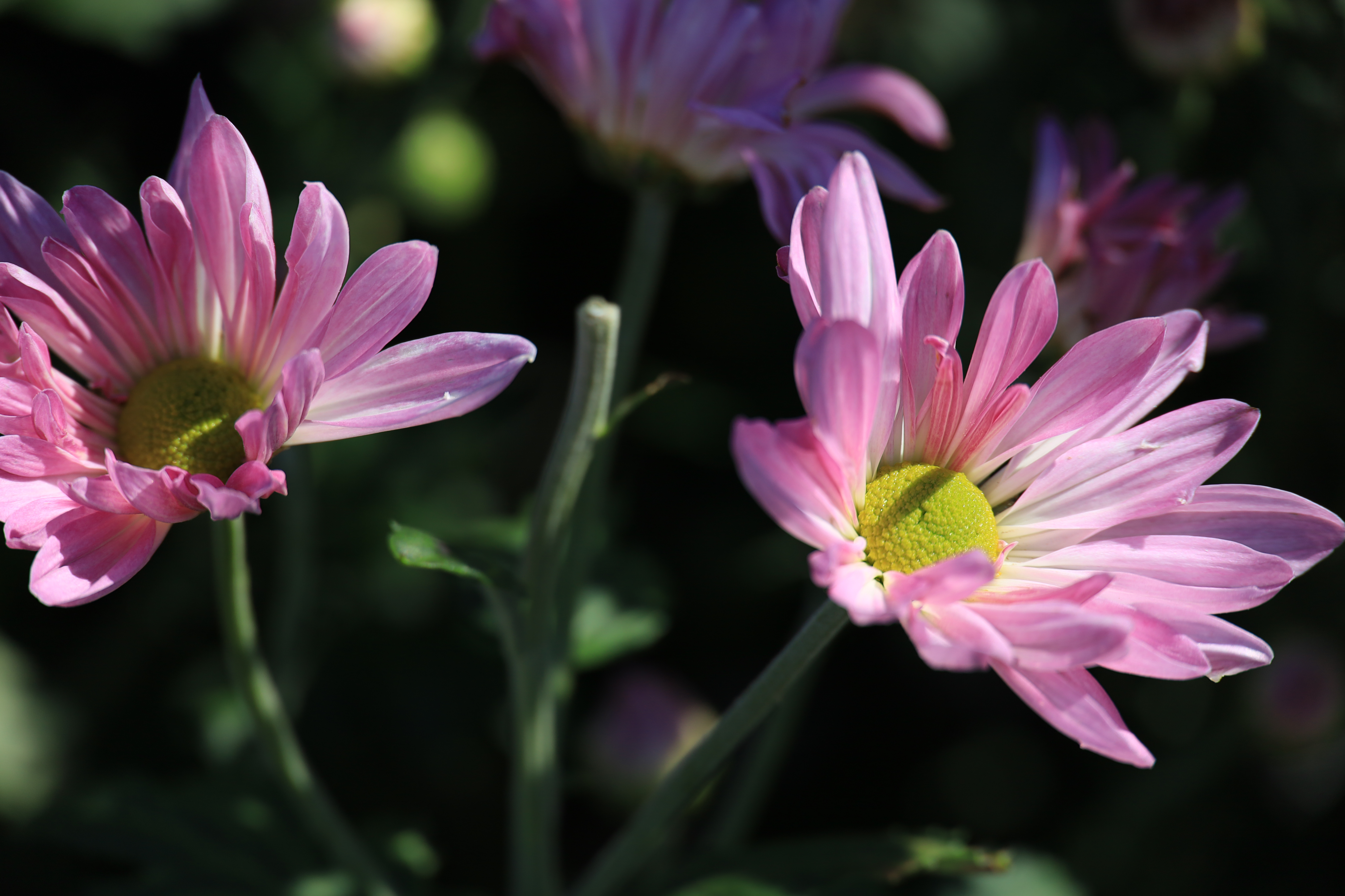 キヤノンEOS RP＋RF24-240mm F4-6.3 IS USM / 240mm / 絞り優先AE（F6.3、1/500秒、±0EV） / ISO 100