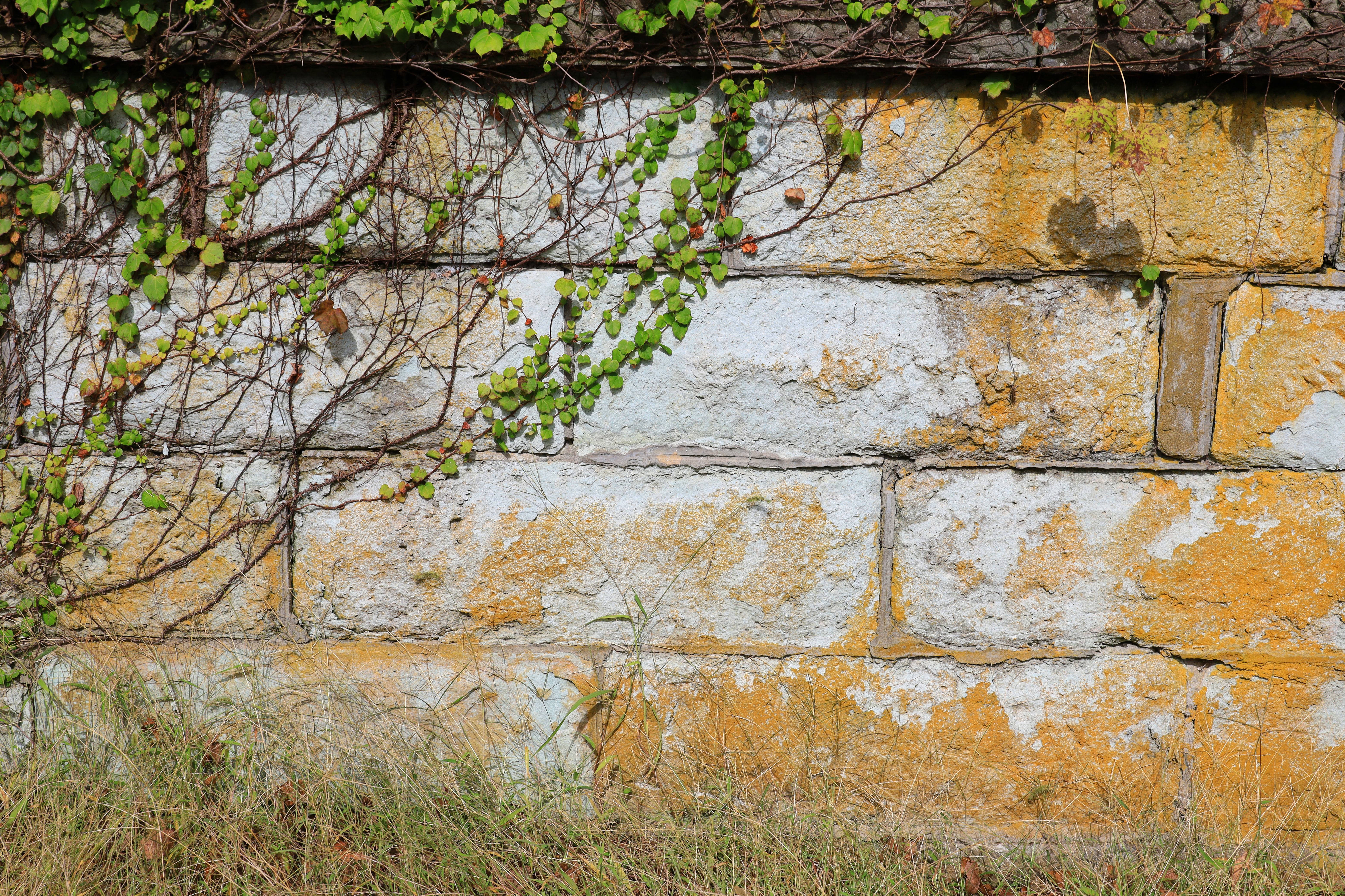 キヤノンEOS RP＋RF24-240mm F4-6.3 IS USM / 52mm / 絞り優先AE（F8、1/350秒、+0.5EV） / ISO 100