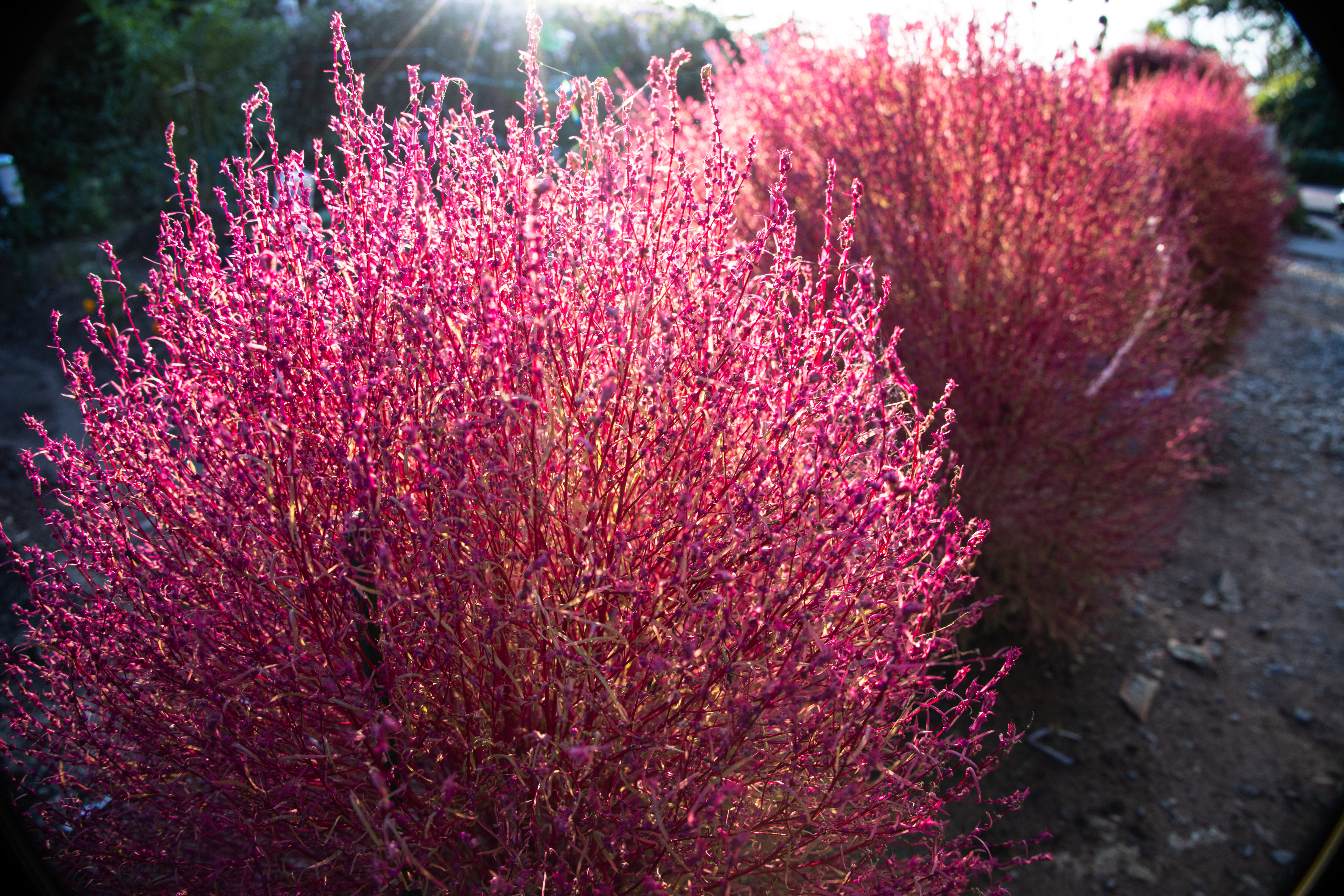 キヤノンEOS RP＋RF24-240mm F4-6.3 IS USM / 24mm / 絞り優先AE（F8.0、1/100秒、±0EV） / ISO 100