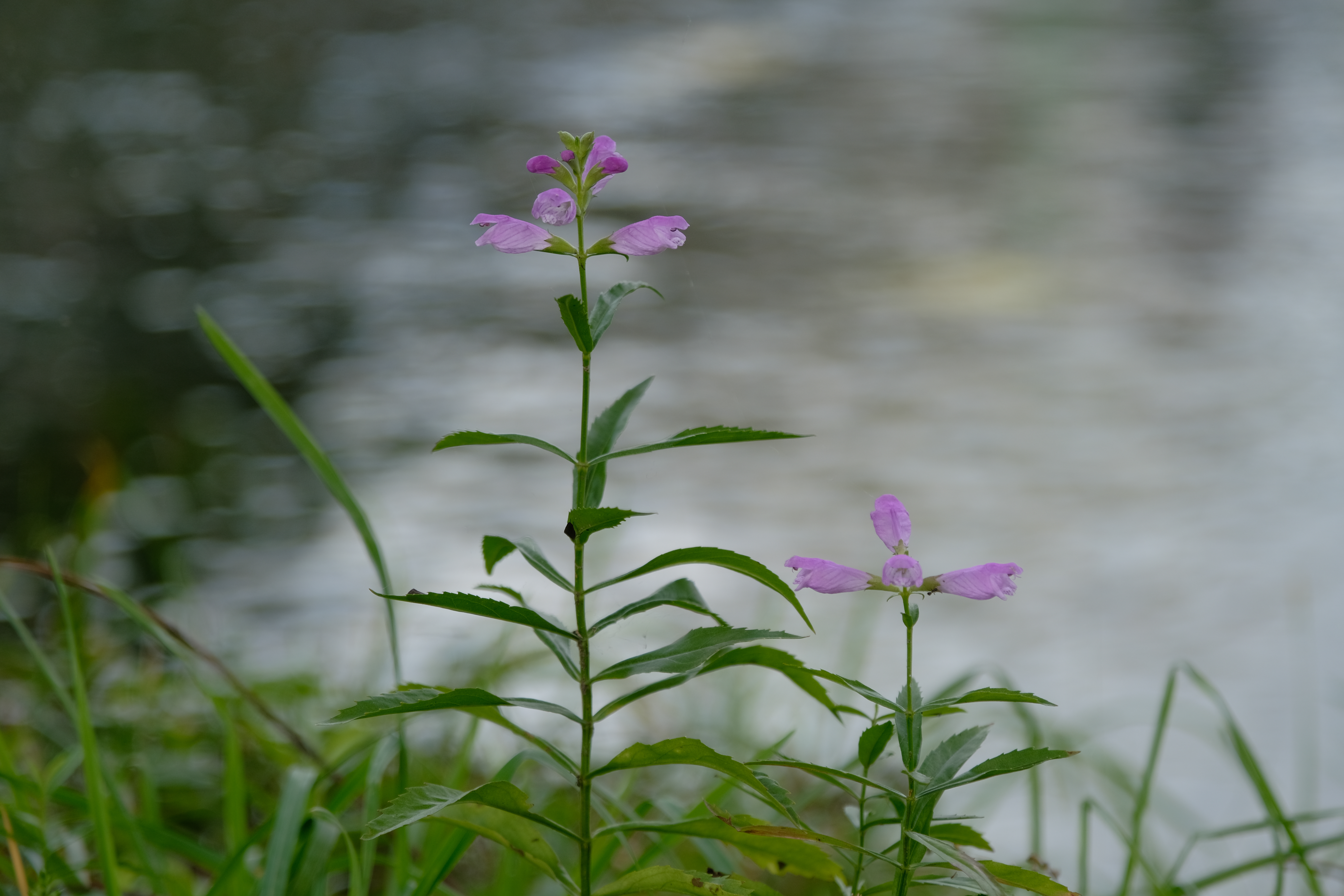 X-T3 / XF16-80mmF4 R OIS WR / 76mm / 絞り優先AE（F4・1/320秒・±0EV） / ISO 160