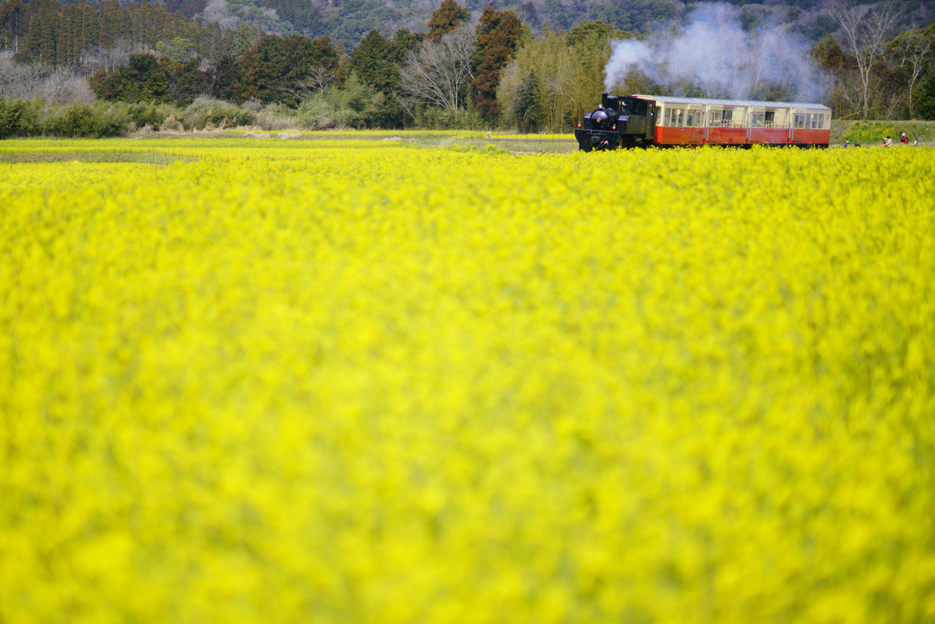 ソニーα99 II　85mm F1.4 ZA（85mm）　マニュアル（F1.4、1/2500秒）　ISO 200　WB:太陽光