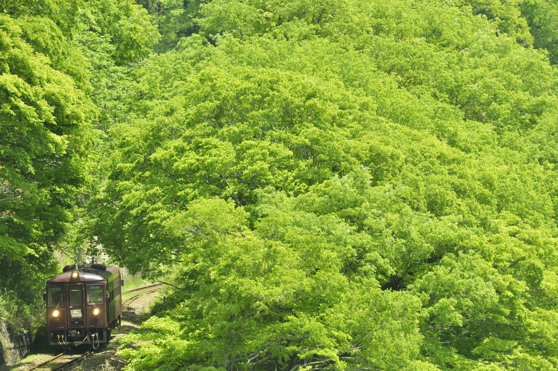 ニコンDf　AF-S Nikkor 70-200mm f/2.8G ED VR II（175mm）　絞り優先オート（F6.3、1/250秒）　ISO 400　WB:快晴