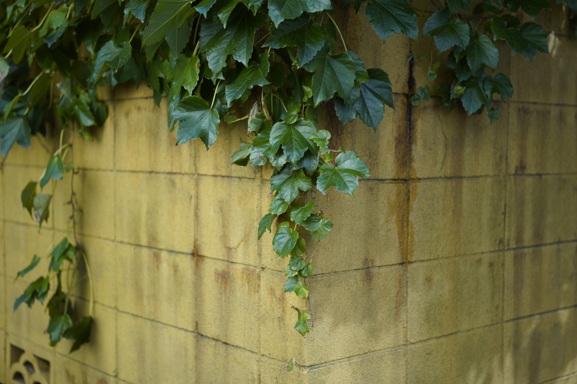 黄色く塗られたブロック塀。垂れ下がる葉っぱの緑との組み合わせに目が留まった。クリエイティブスタイルは「スタンダード」を選んでいるが、「ニュートラル」くらいの方が、このレンズの描写力の良さをより生かせるように思う。<br>α7R IV　APO-LANTHAR 50mm F2 Aspherical E-mount　ISO 100　F2　1/500秒