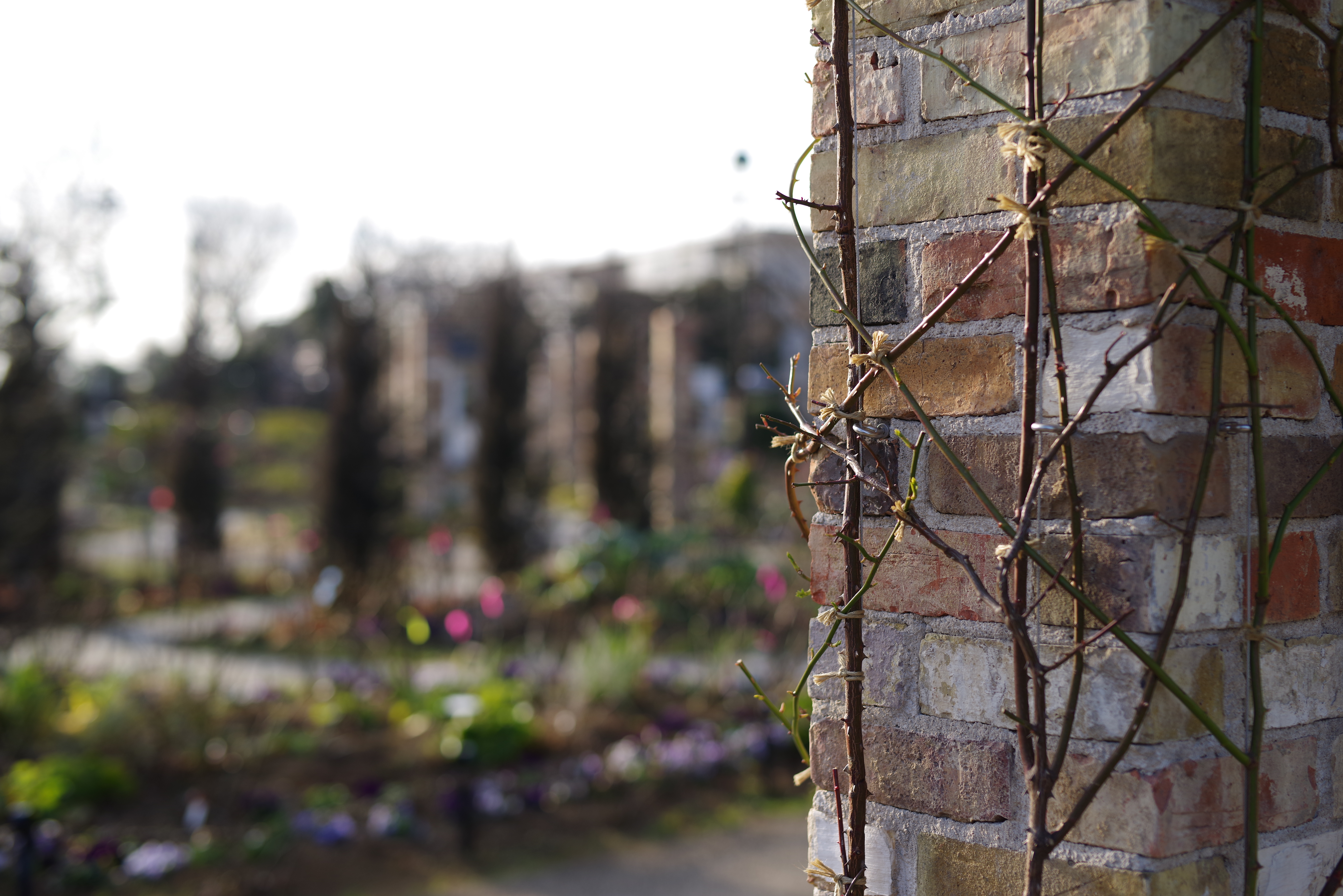 PENTAX K-1 Mark II / HD PENTAX-D FA★ 50mmF1.4 SDM AW / 絞り優先AE（F2.2・1/800秒・±0EV） / ISO 100