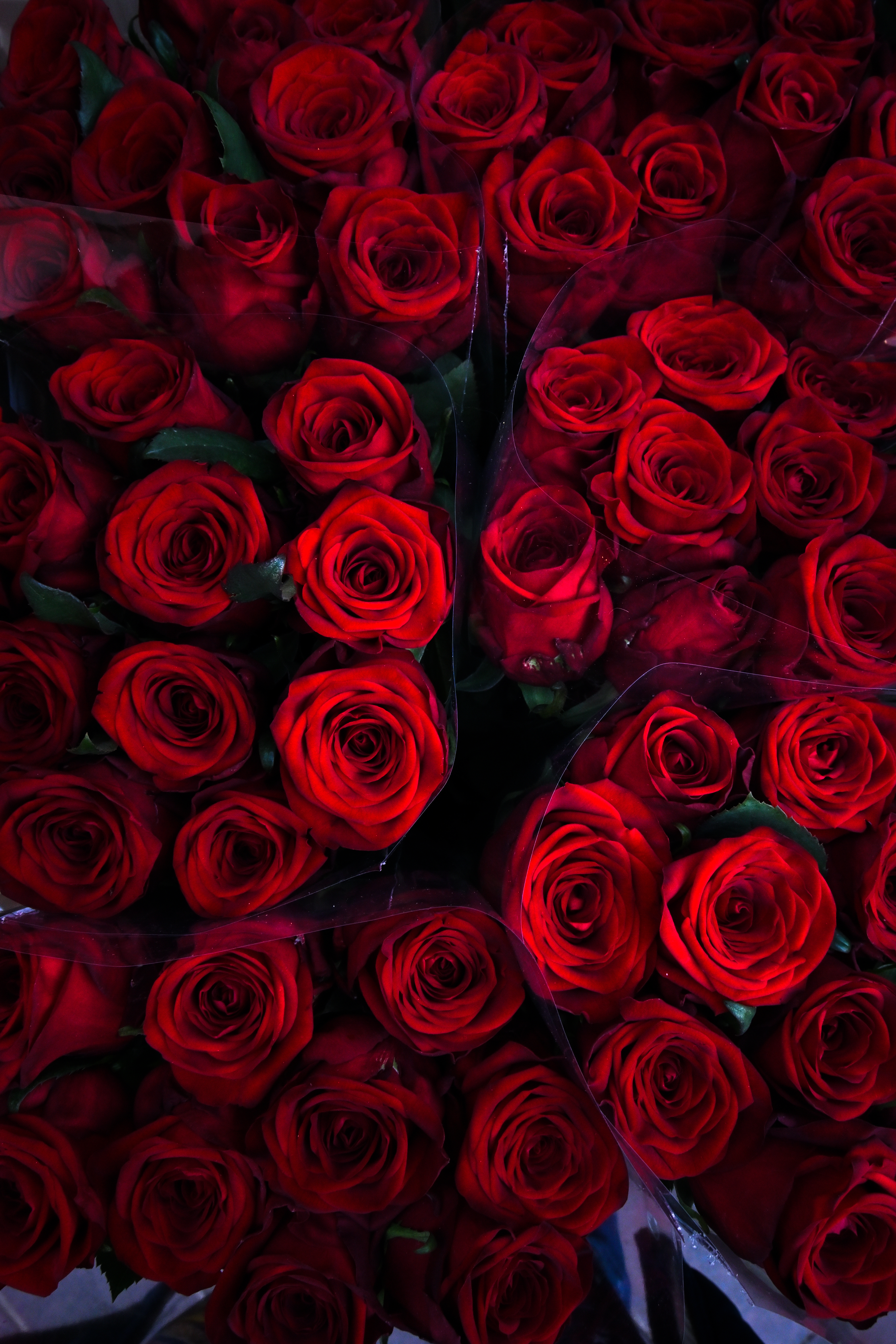 Nikon Z 50 / NIKKOR Z DX 16-50mm f/3.5-6.3 VR / 16mm（24mm相当） / マニュアル露出（1/160秒・F10） / ISO 500